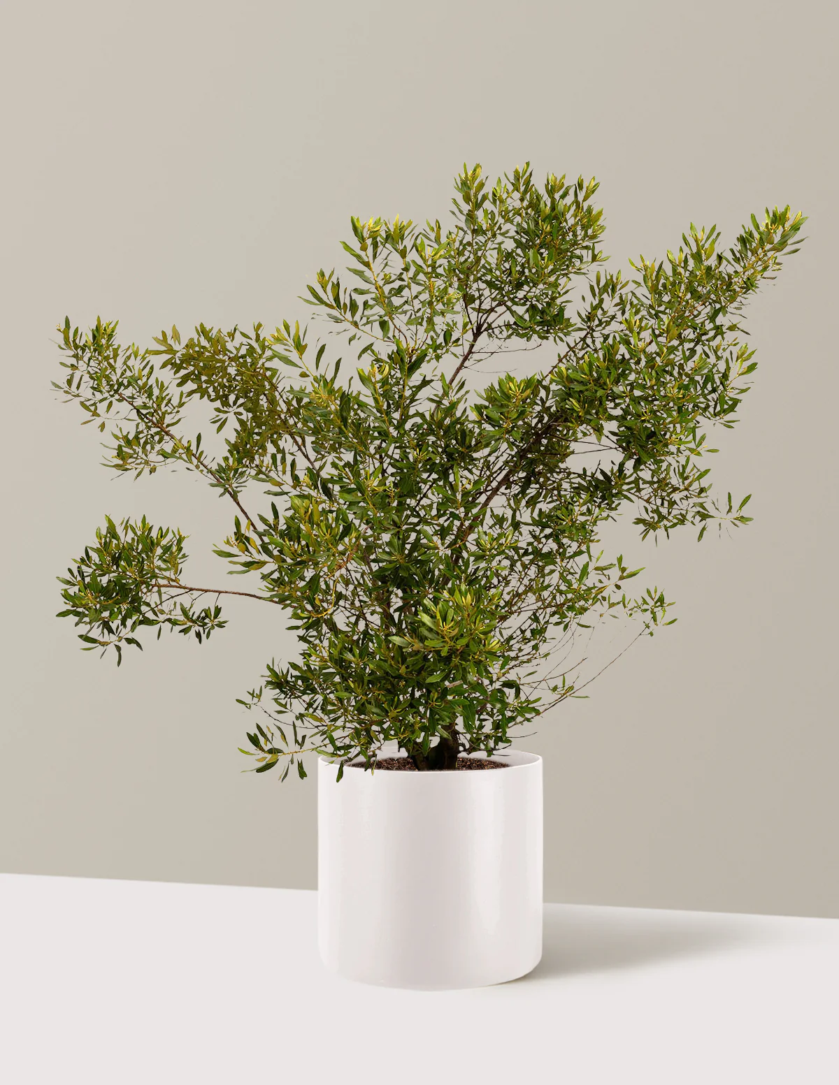 Southern Wax Myrtle - Image 5
