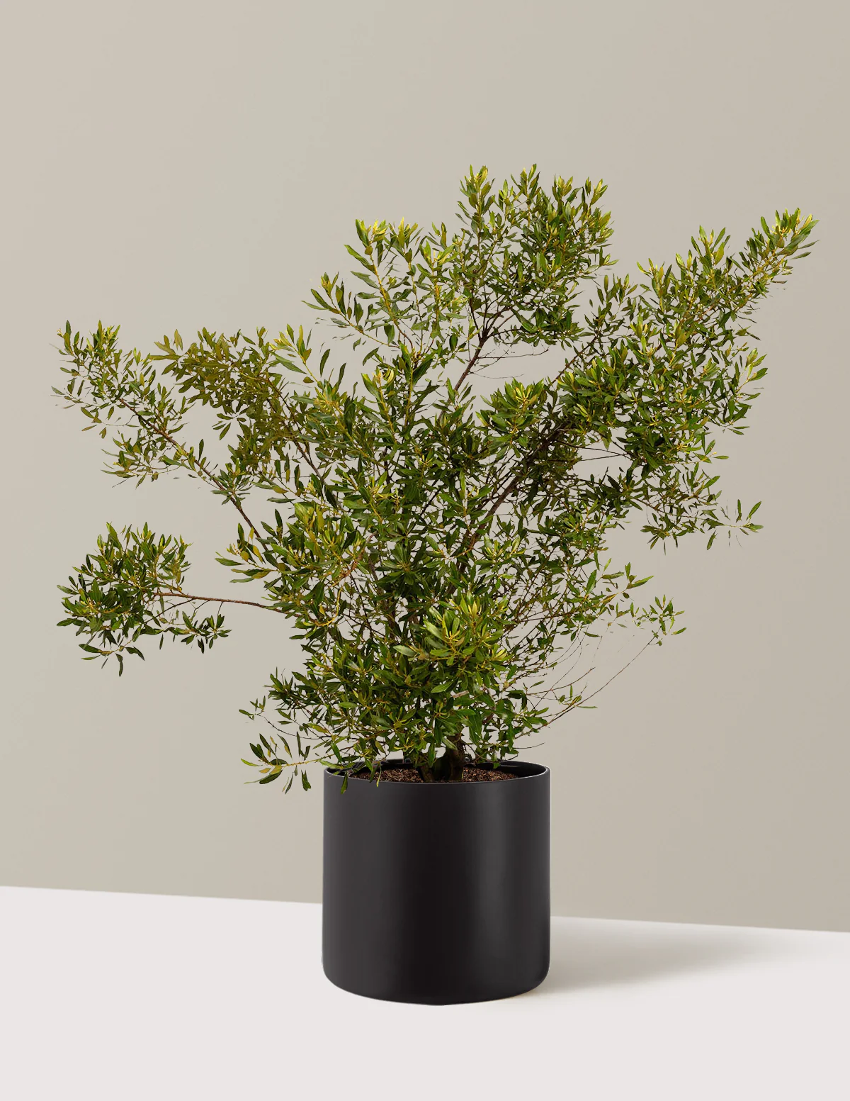 Southern Wax Myrtle - Image 6