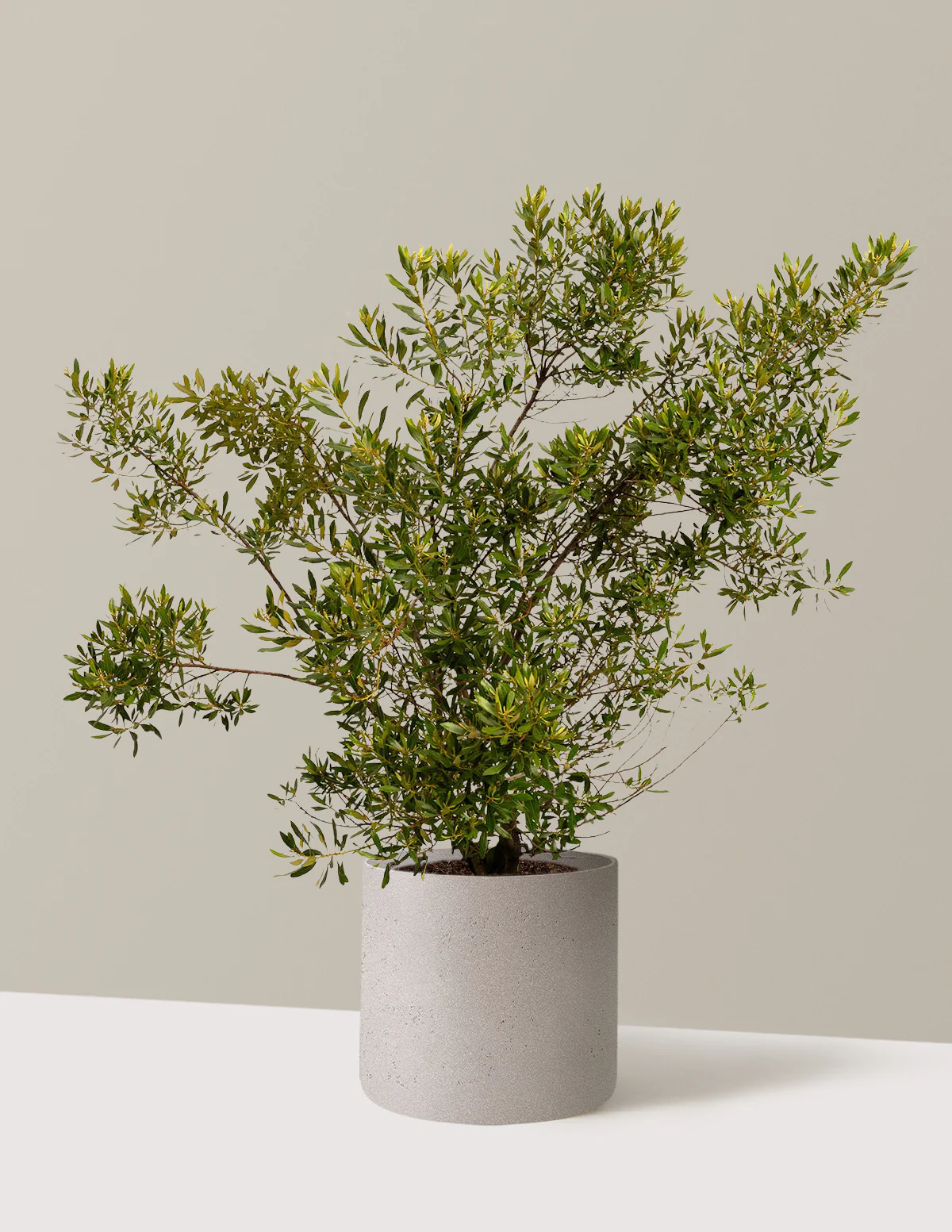 Southern Wax Myrtle - Image 7