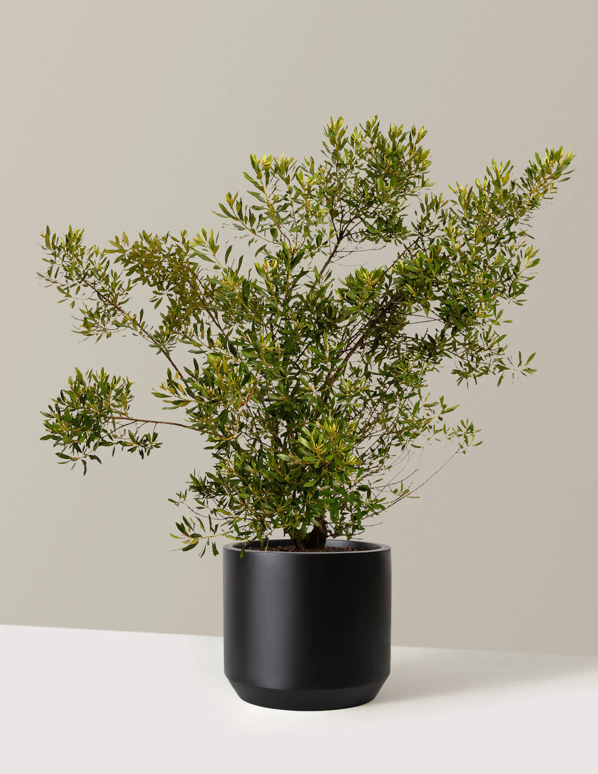Southern Wax Myrtle - Image 8
