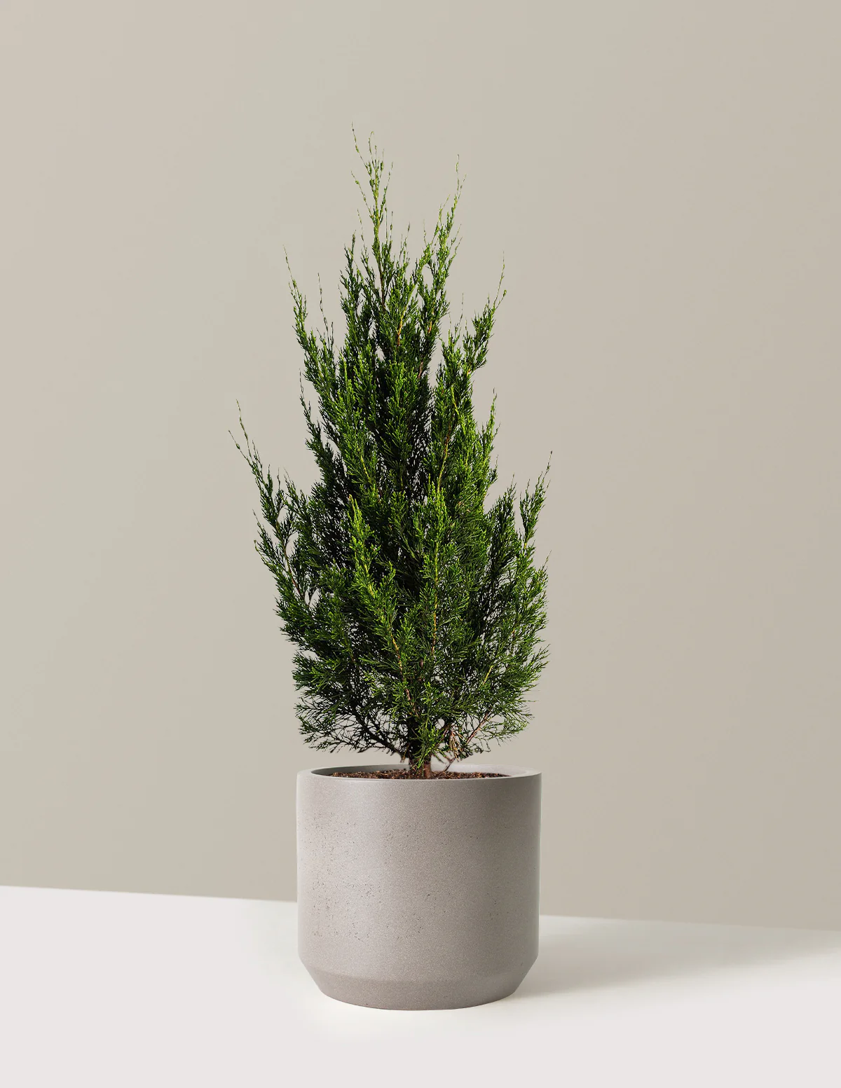 Spartan Juniper