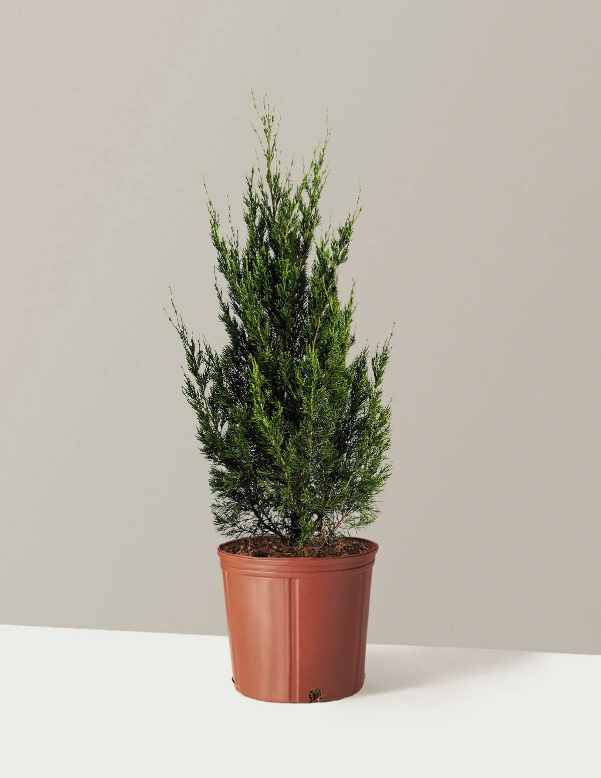 Spartan Juniper - Image 3