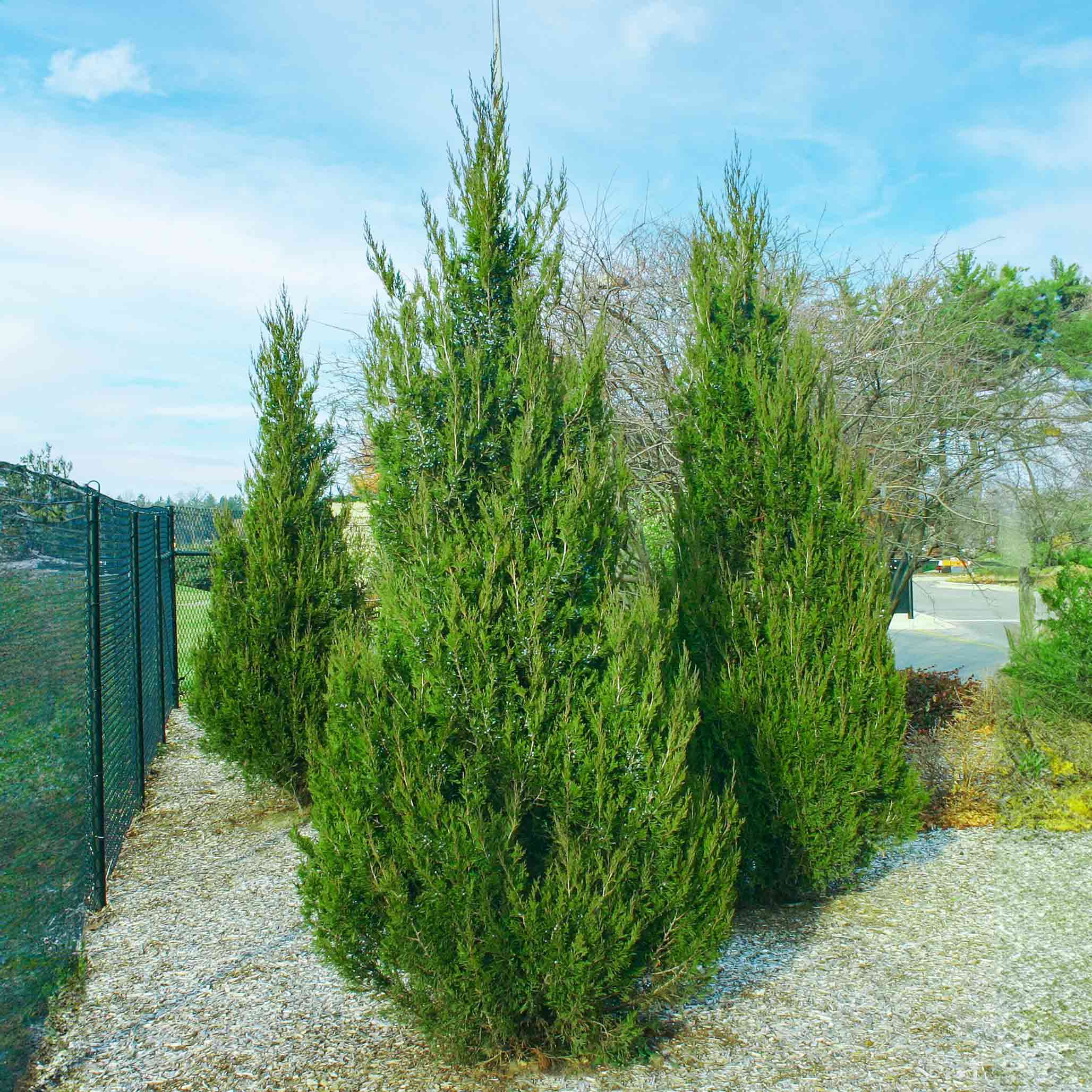 Spartan Juniper - Image 4