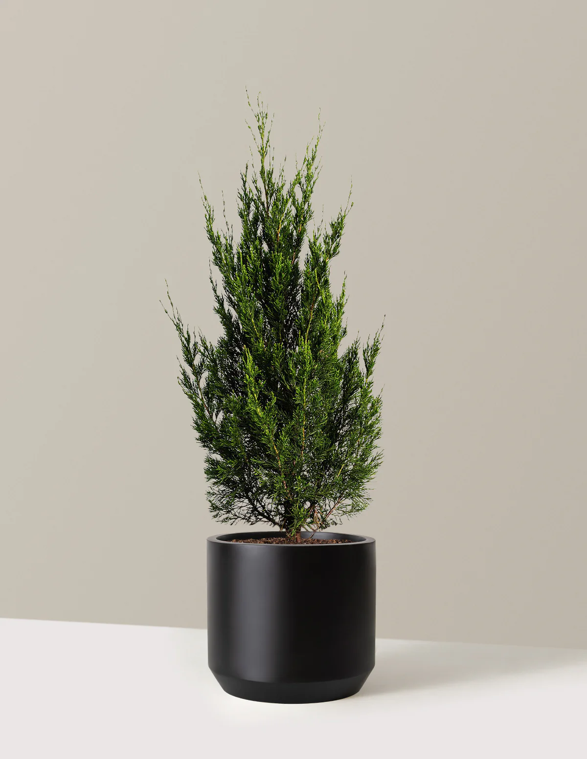 Spartan Juniper - Image 5