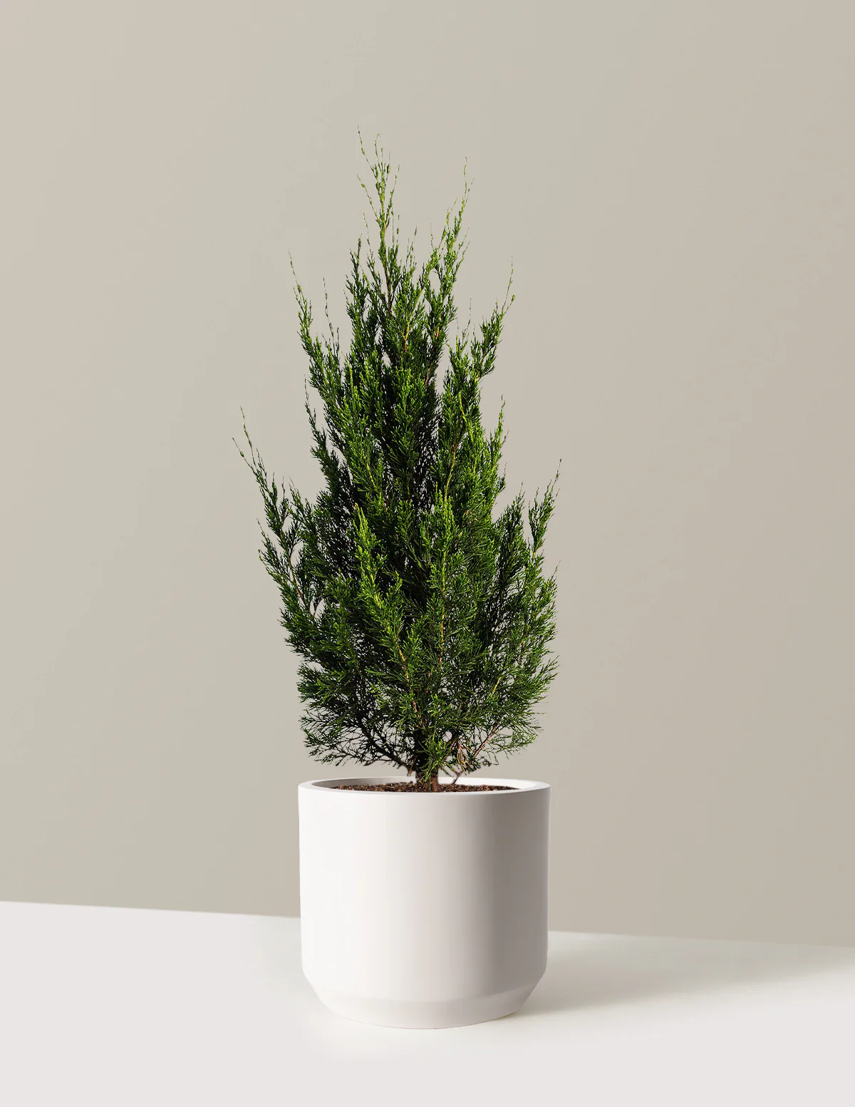 Spartan Juniper - Image 6