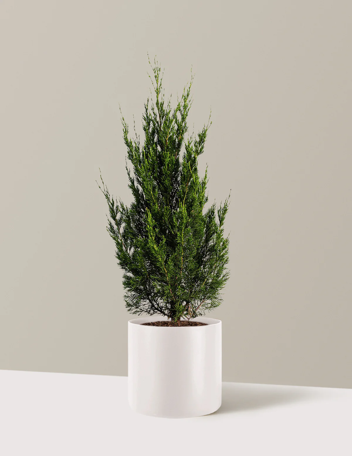 Spartan Juniper - Image 7