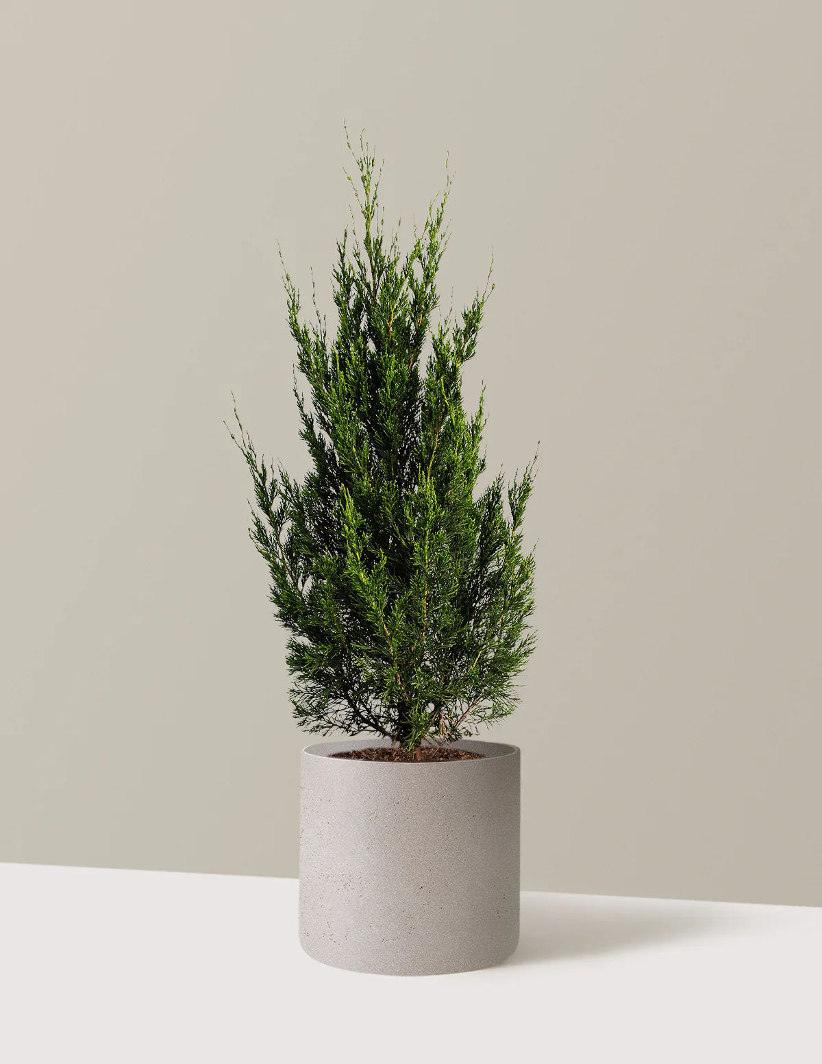 Spartan Juniper - Image 8