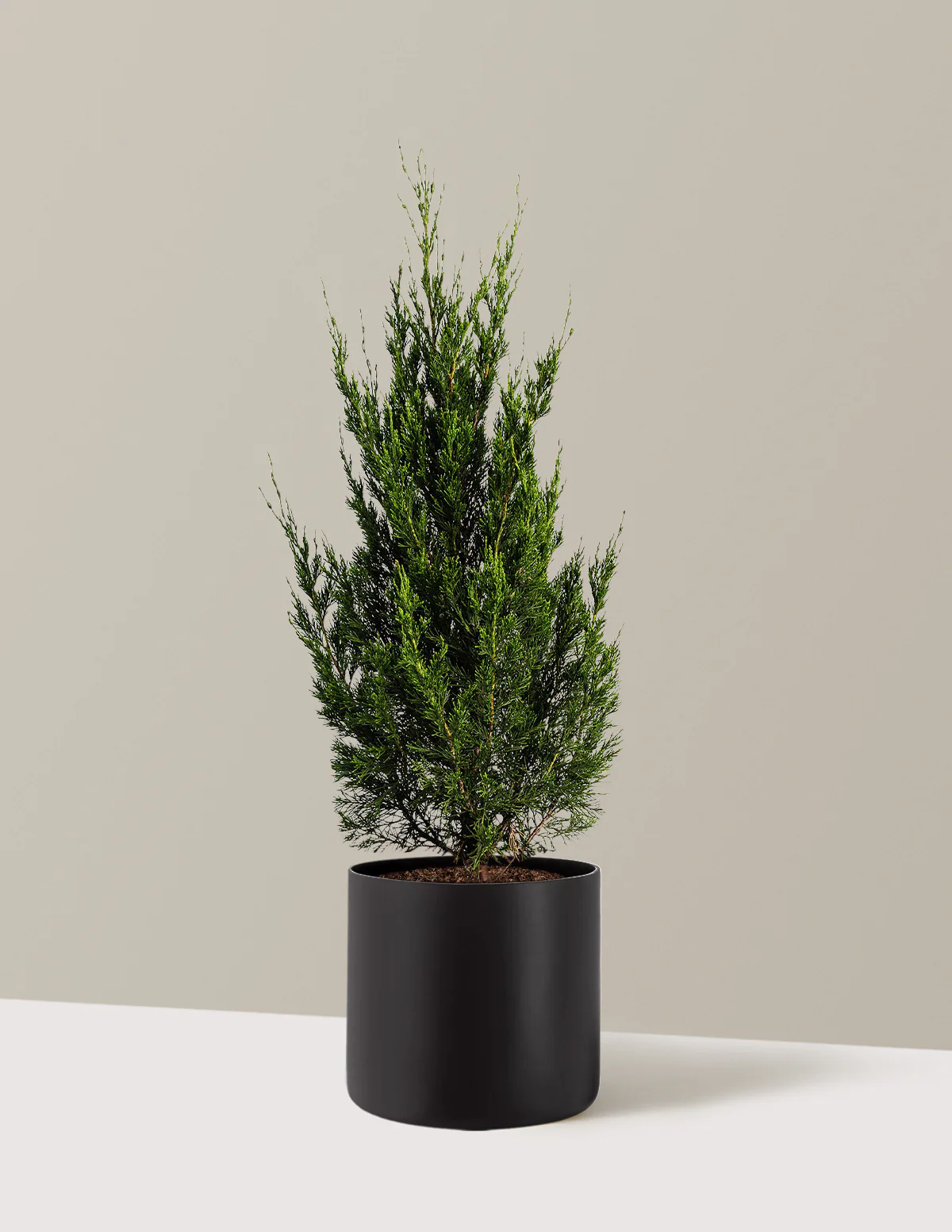 Spartan Juniper - Image 9