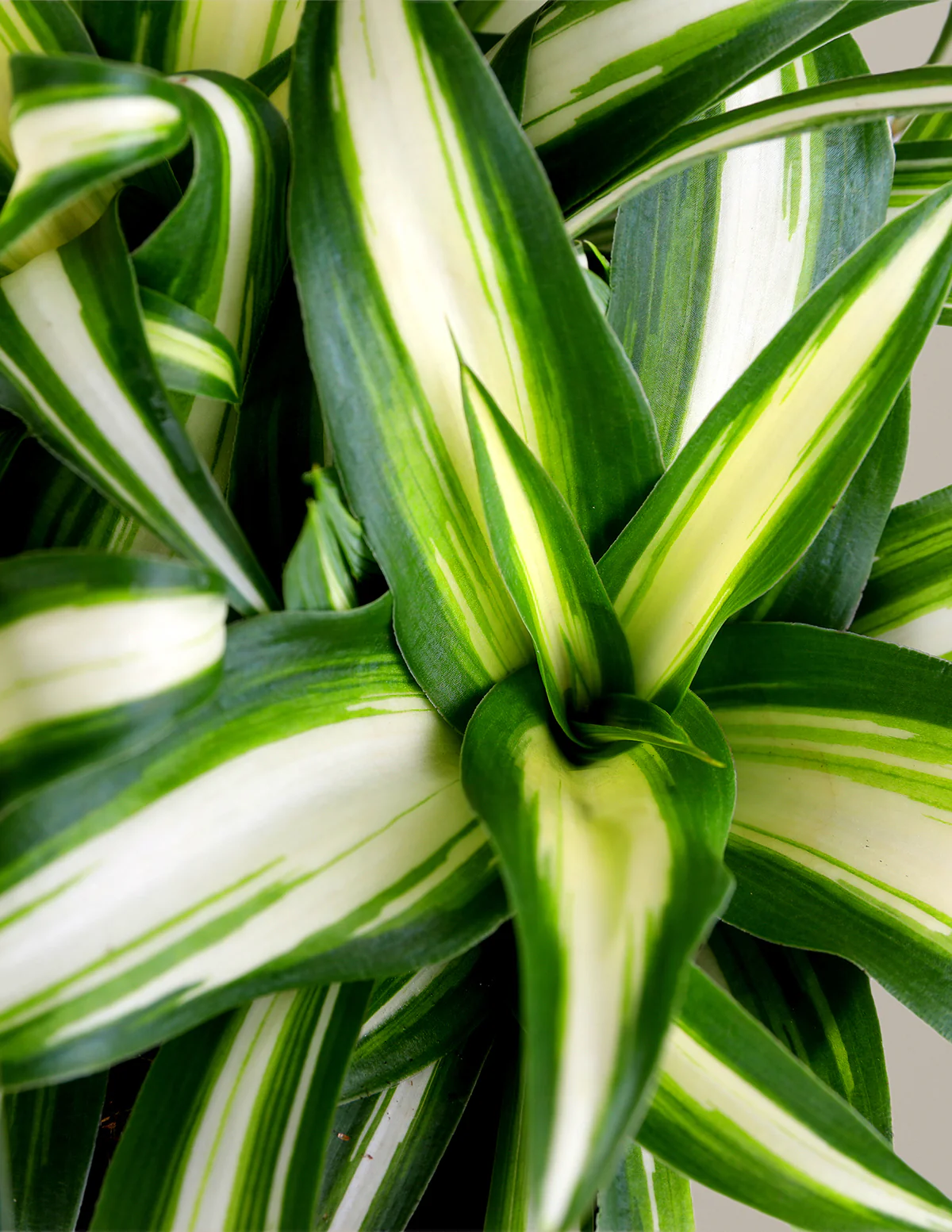 Spider Plant Variegated - Image 3