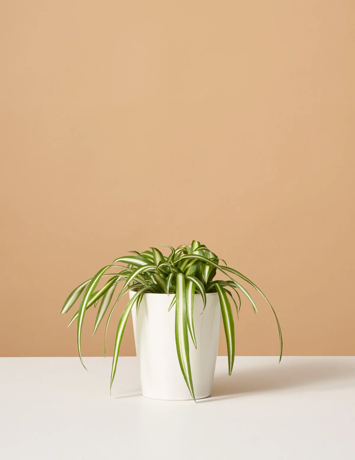 Spider Plant Variegated - Image 4