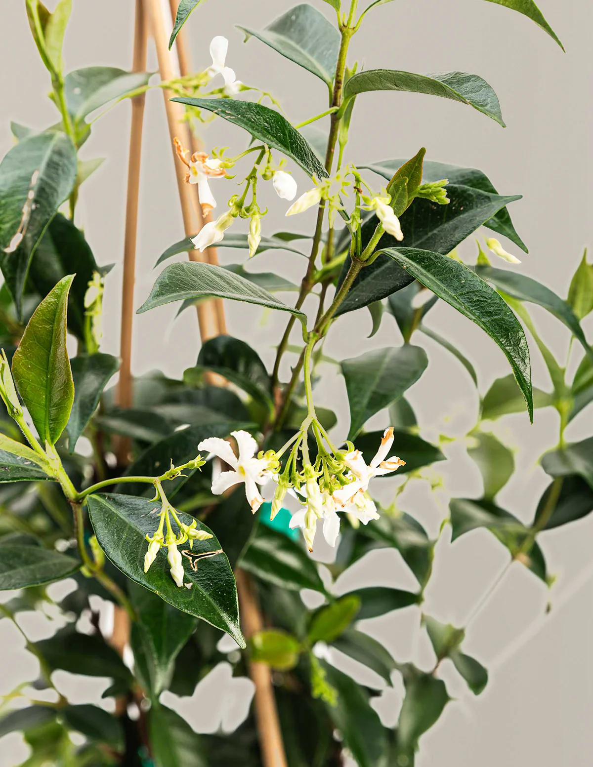 Star Jasmine - Image 10