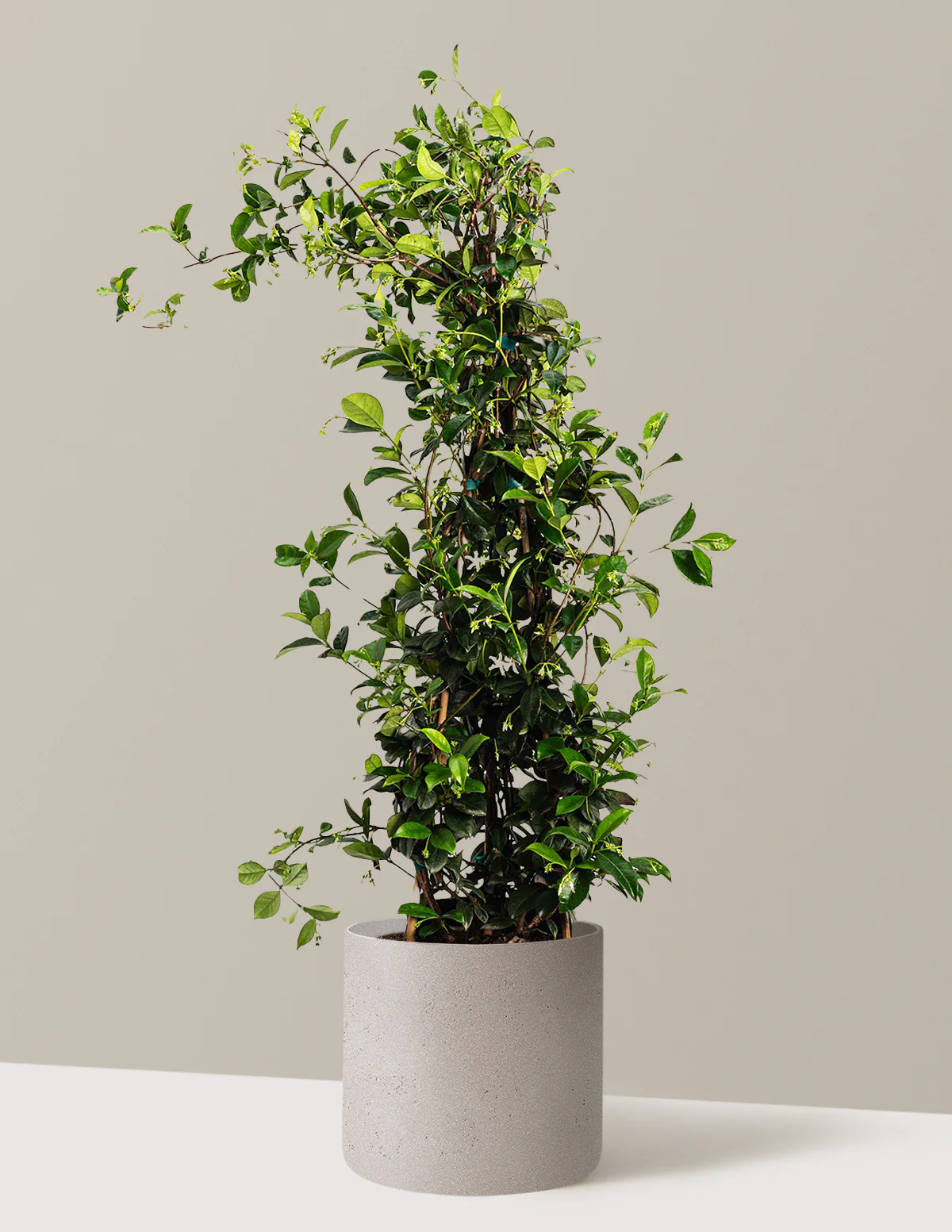 Star Jasmine - Image 11