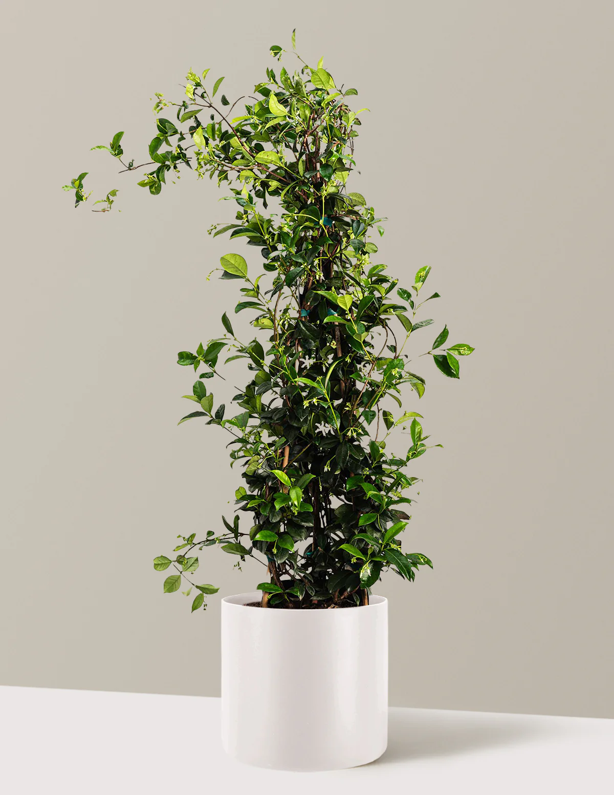 Star Jasmine - Image 12