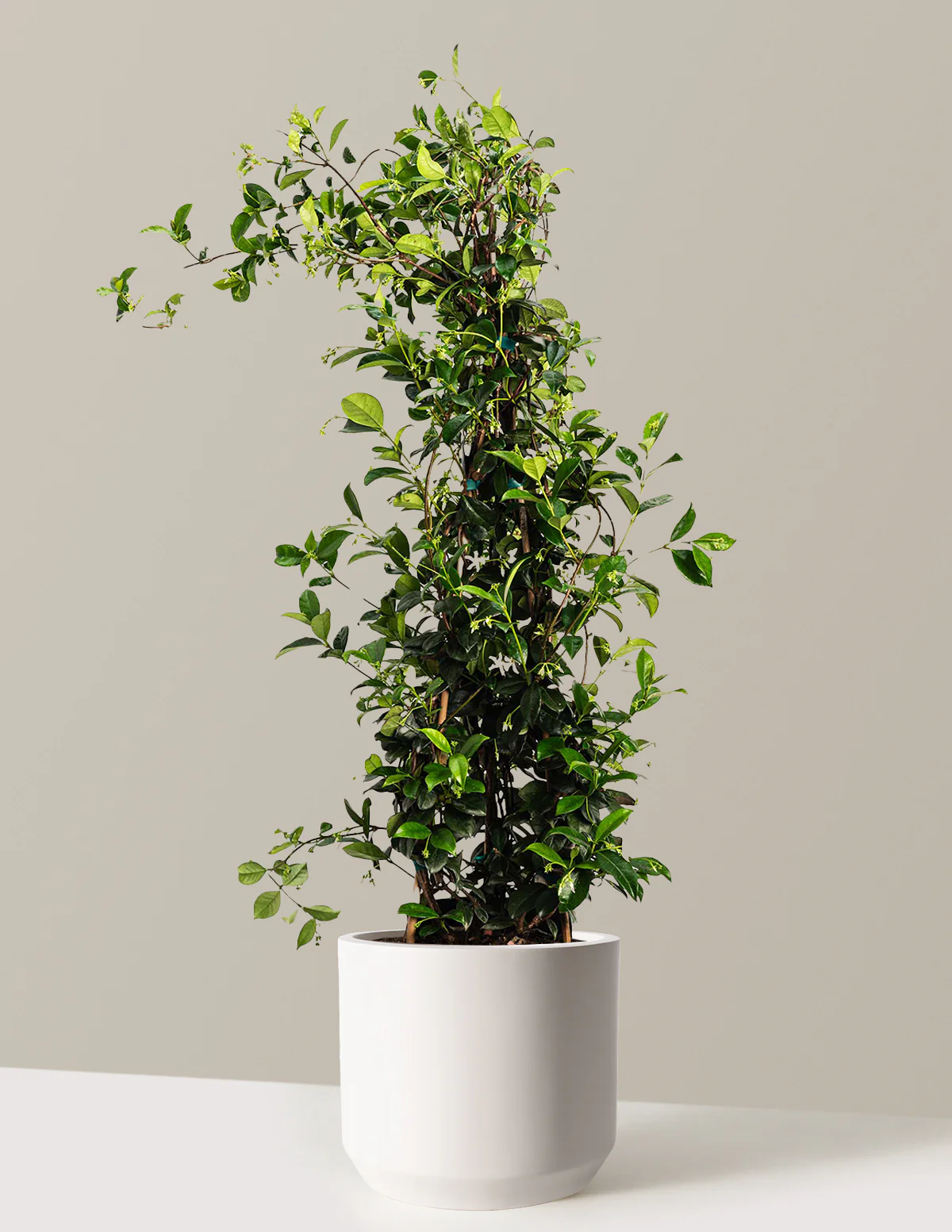 Star Jasmine - Image 13