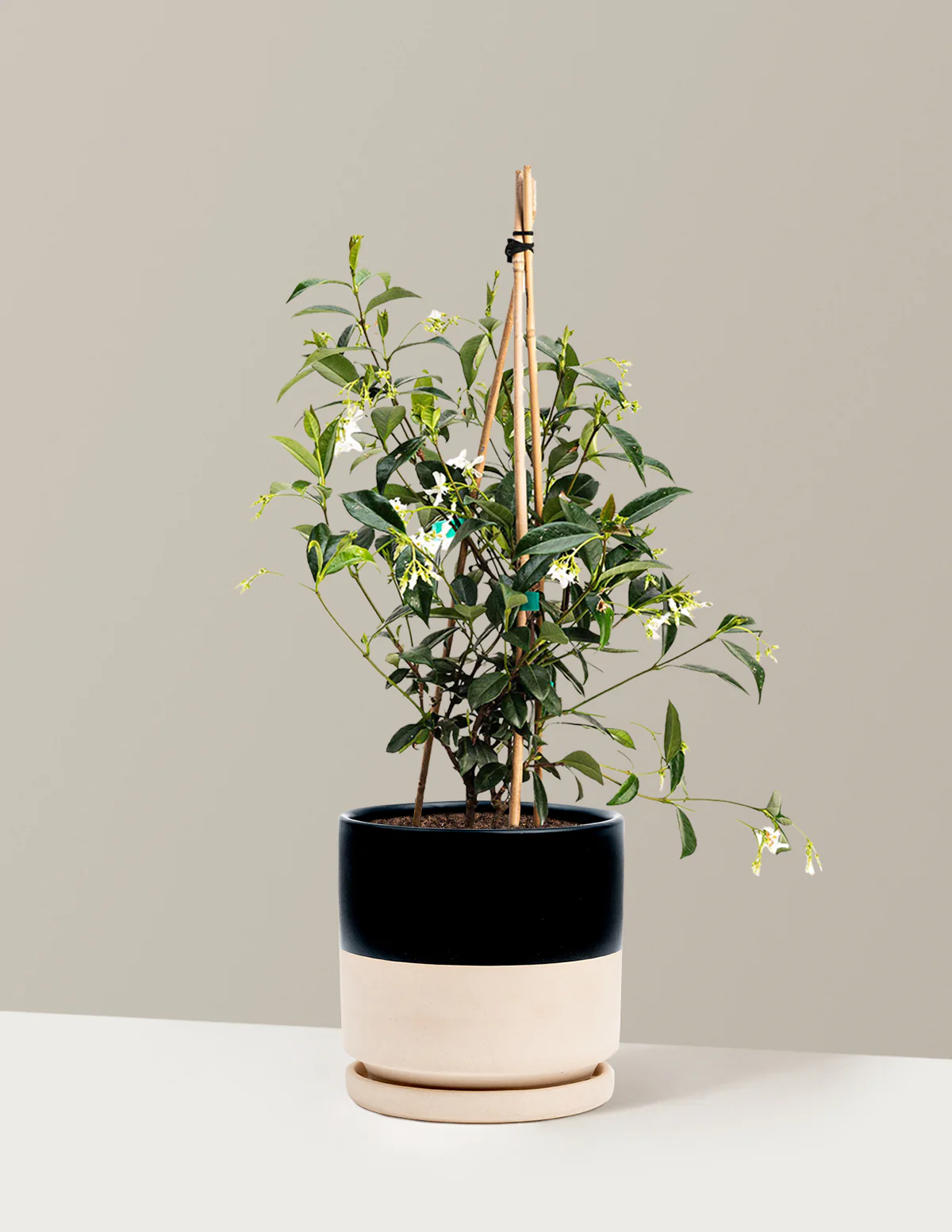 Star Jasmine - Image 14