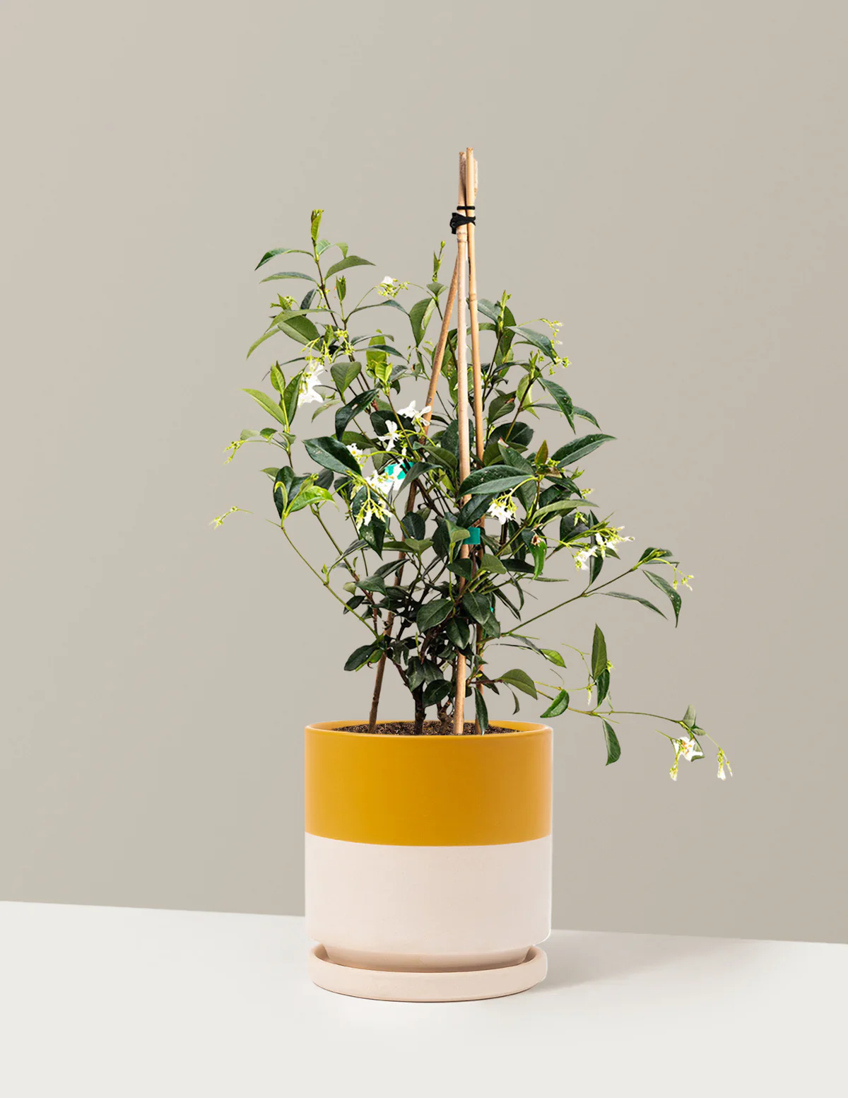 Star Jasmine - Image 15
