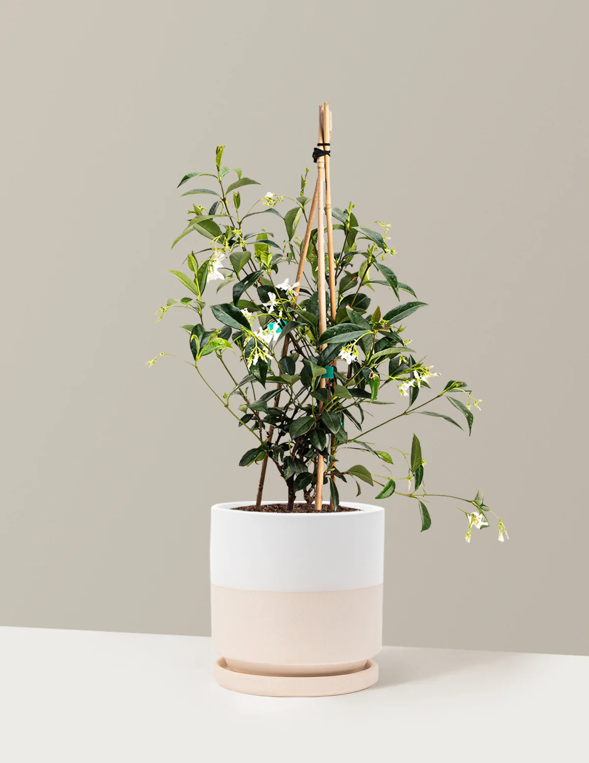 Star Jasmine - Image 16