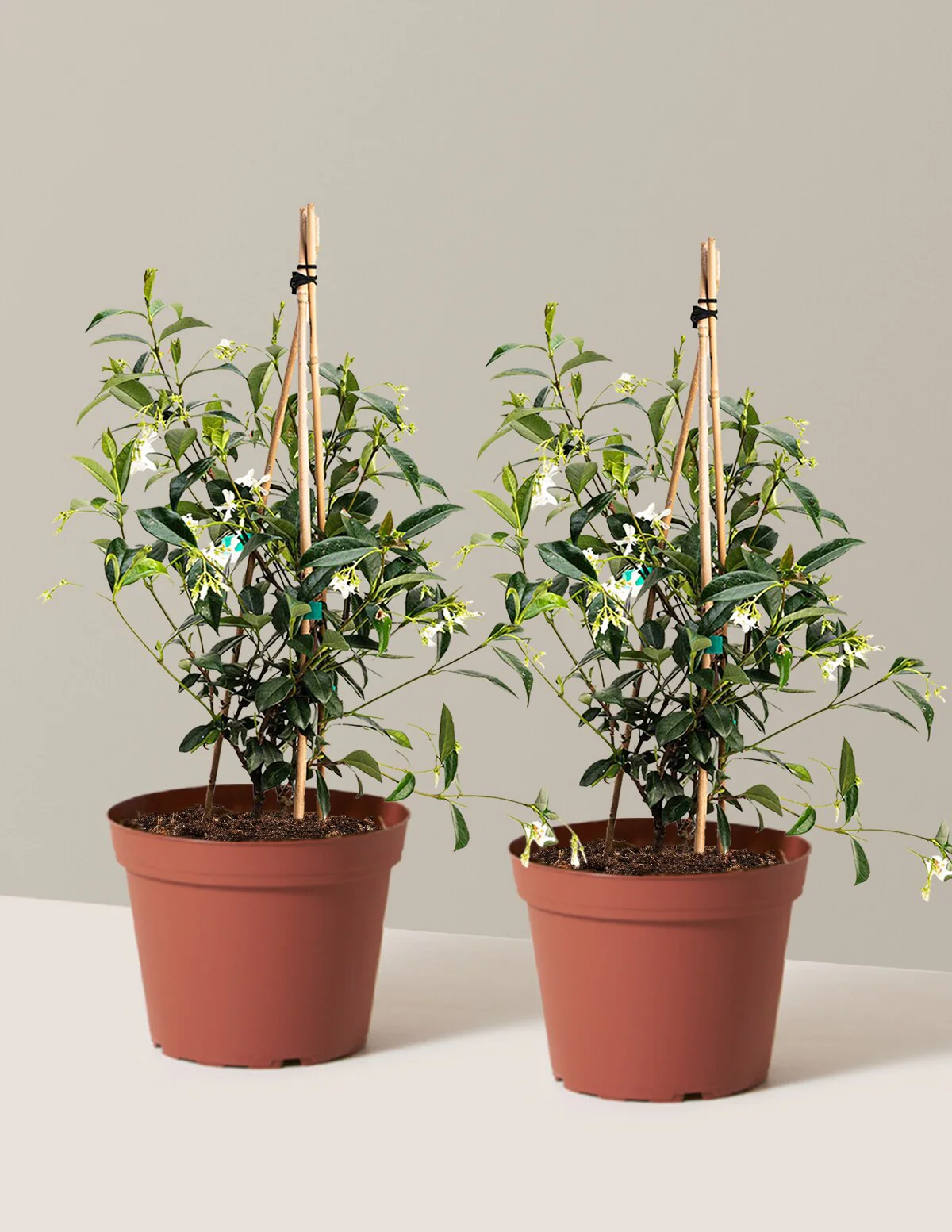 Star Jasmine - Image 17