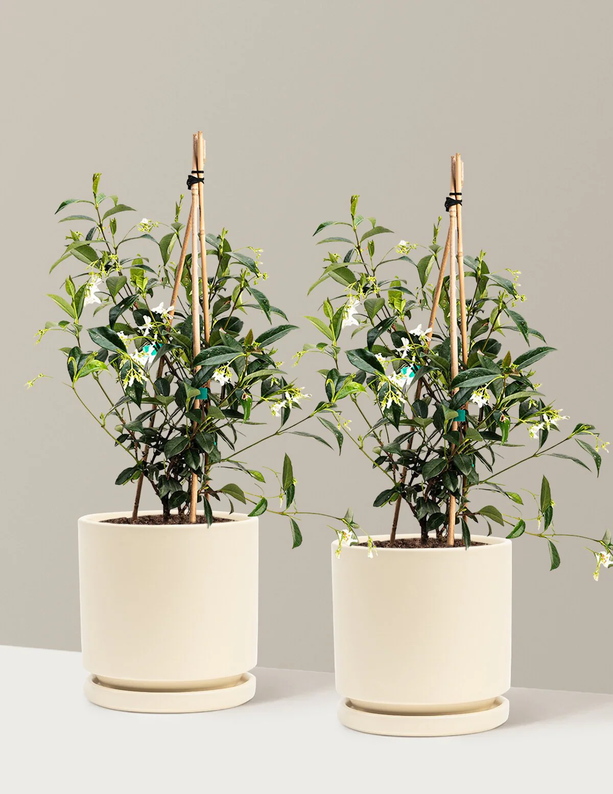 Star Jasmine - Image 18