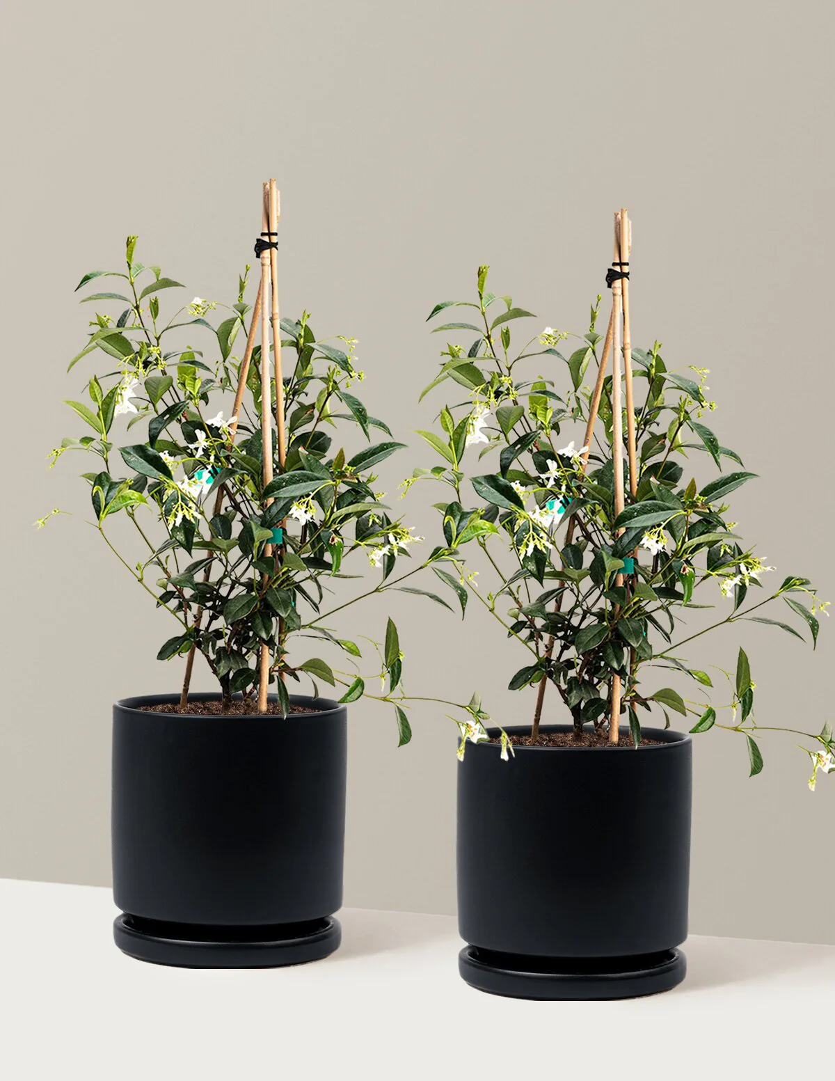Star Jasmine - Image 19