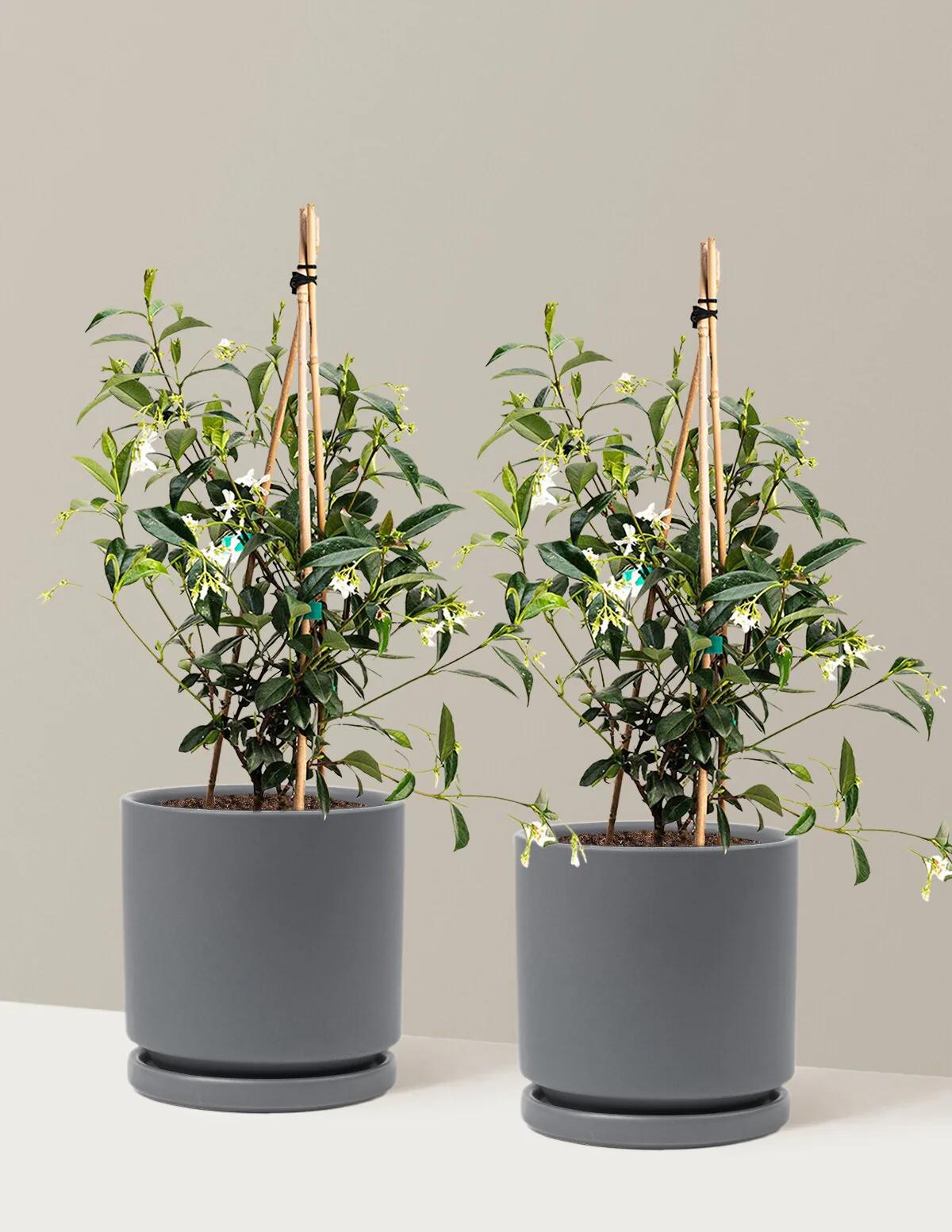 Star Jasmine - Image 20