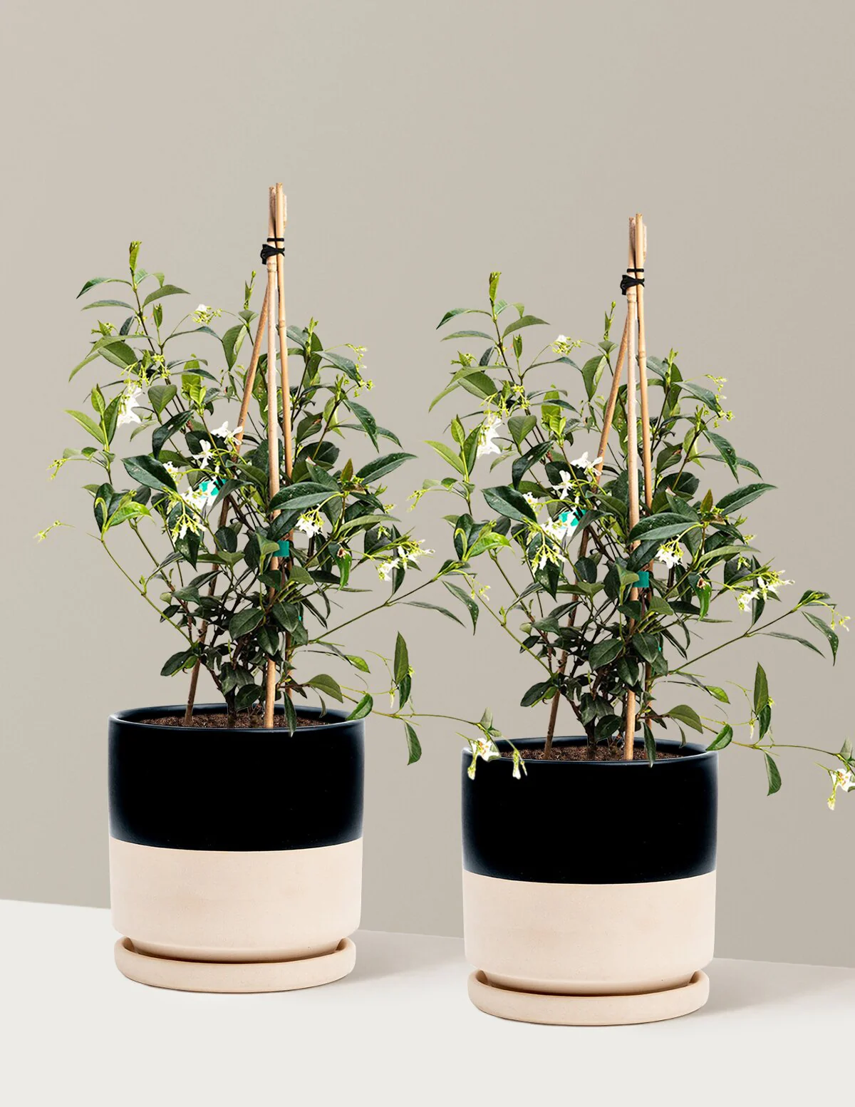 Star Jasmine - Image 21