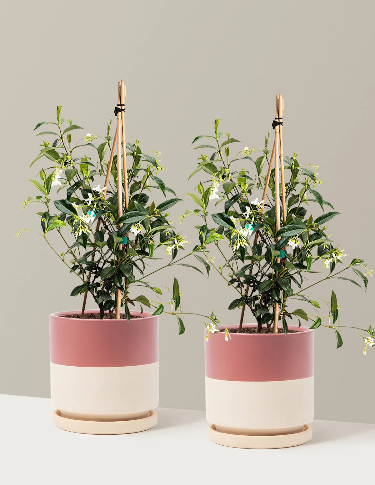 Star Jasmine - Image 22