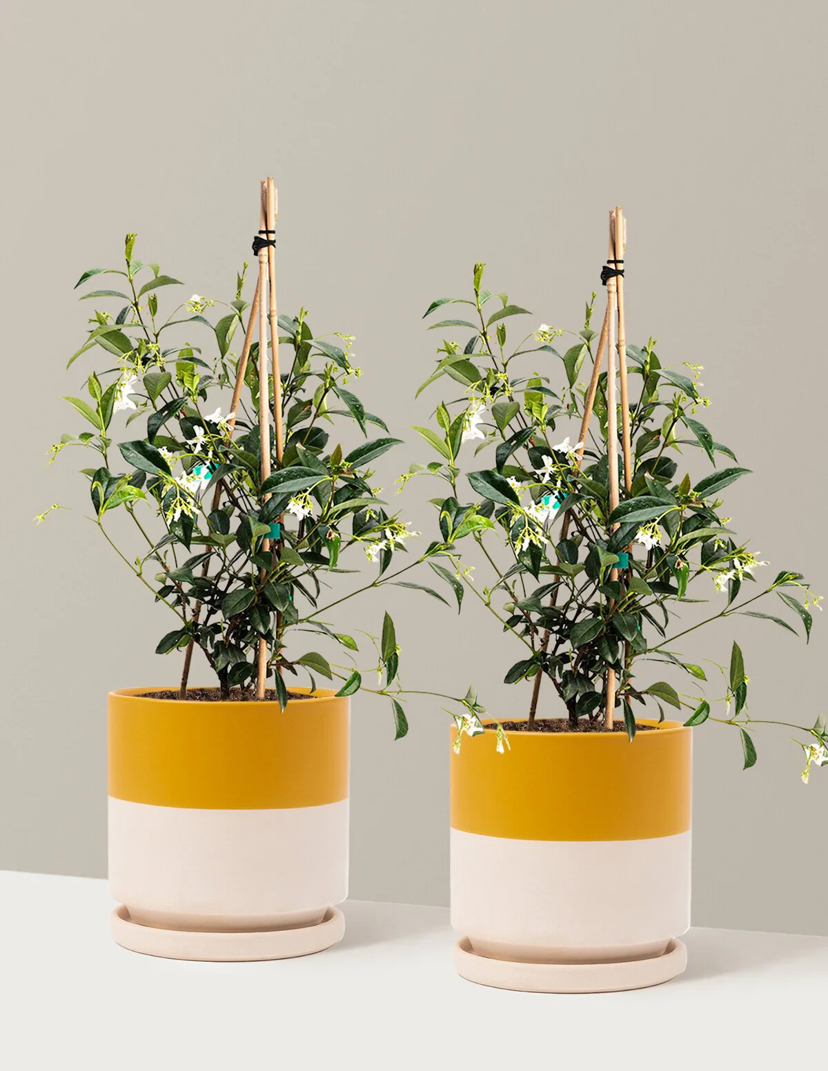 Star Jasmine - Image 23