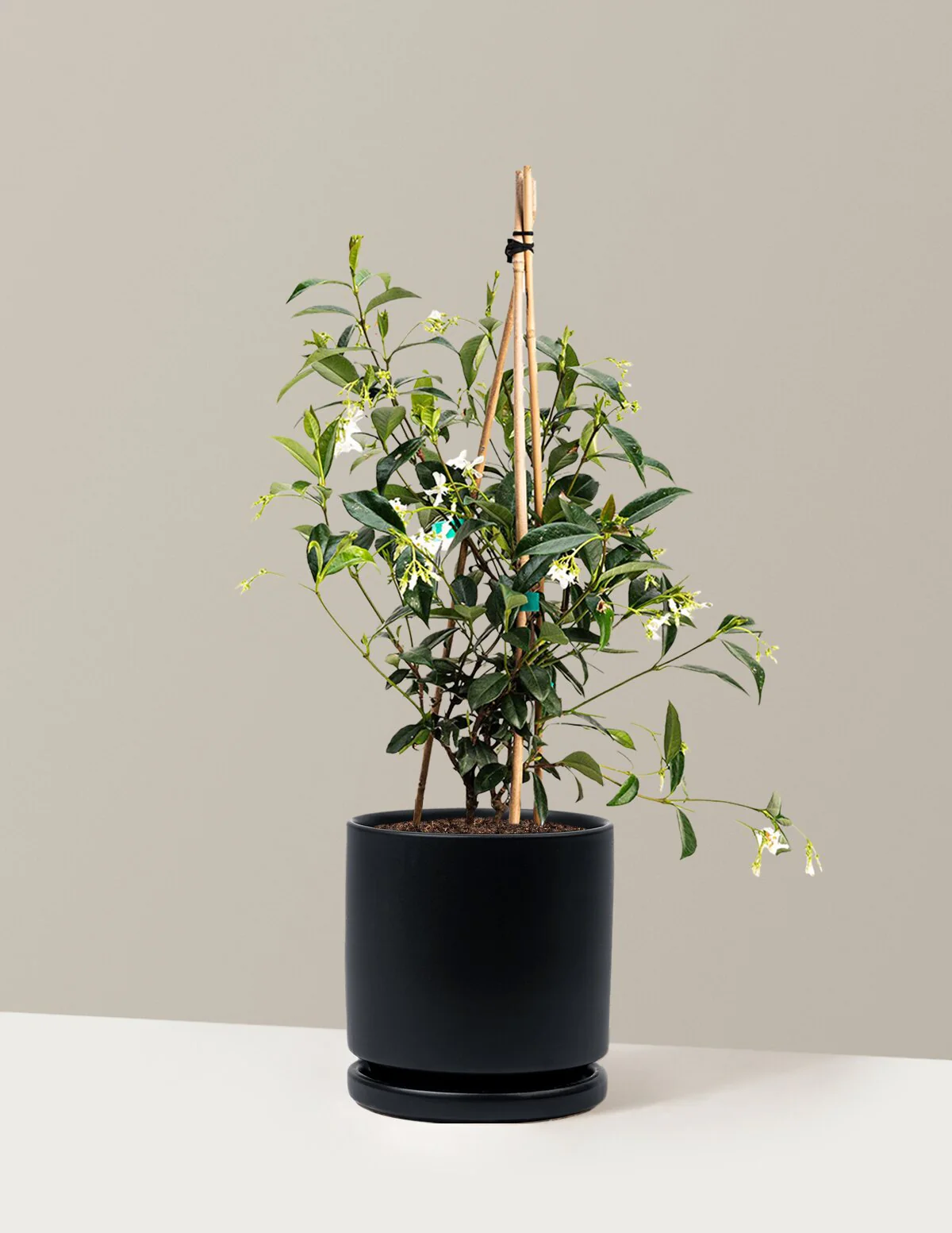 Star Jasmine - Image 24