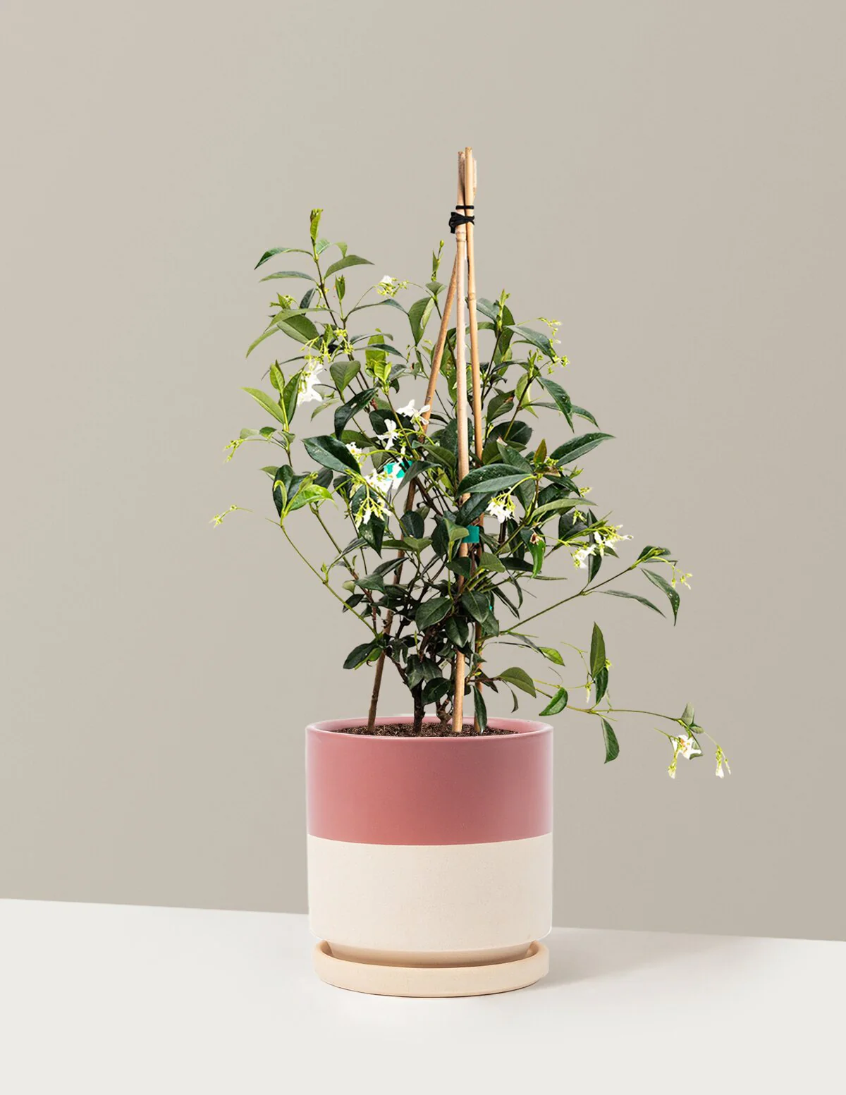 Star Jasmine - Image 25