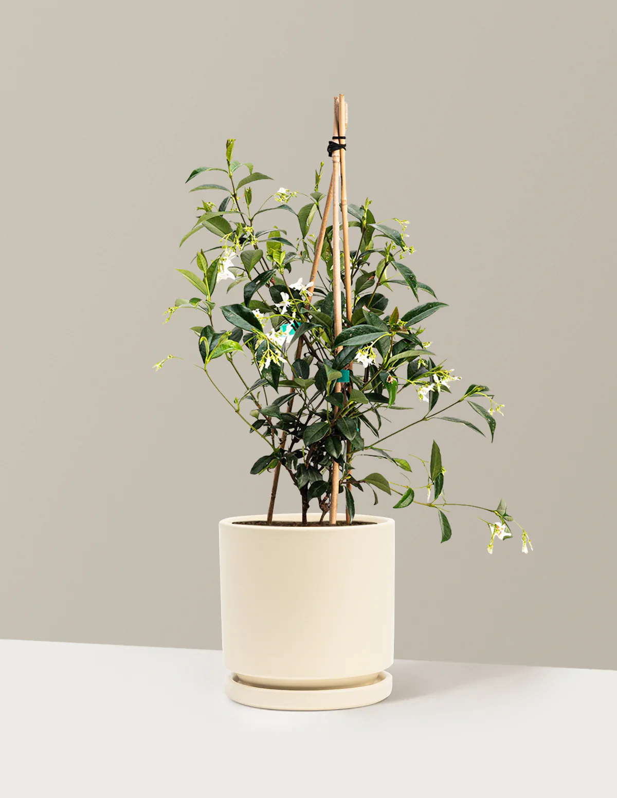 Star Jasmine - Image 26