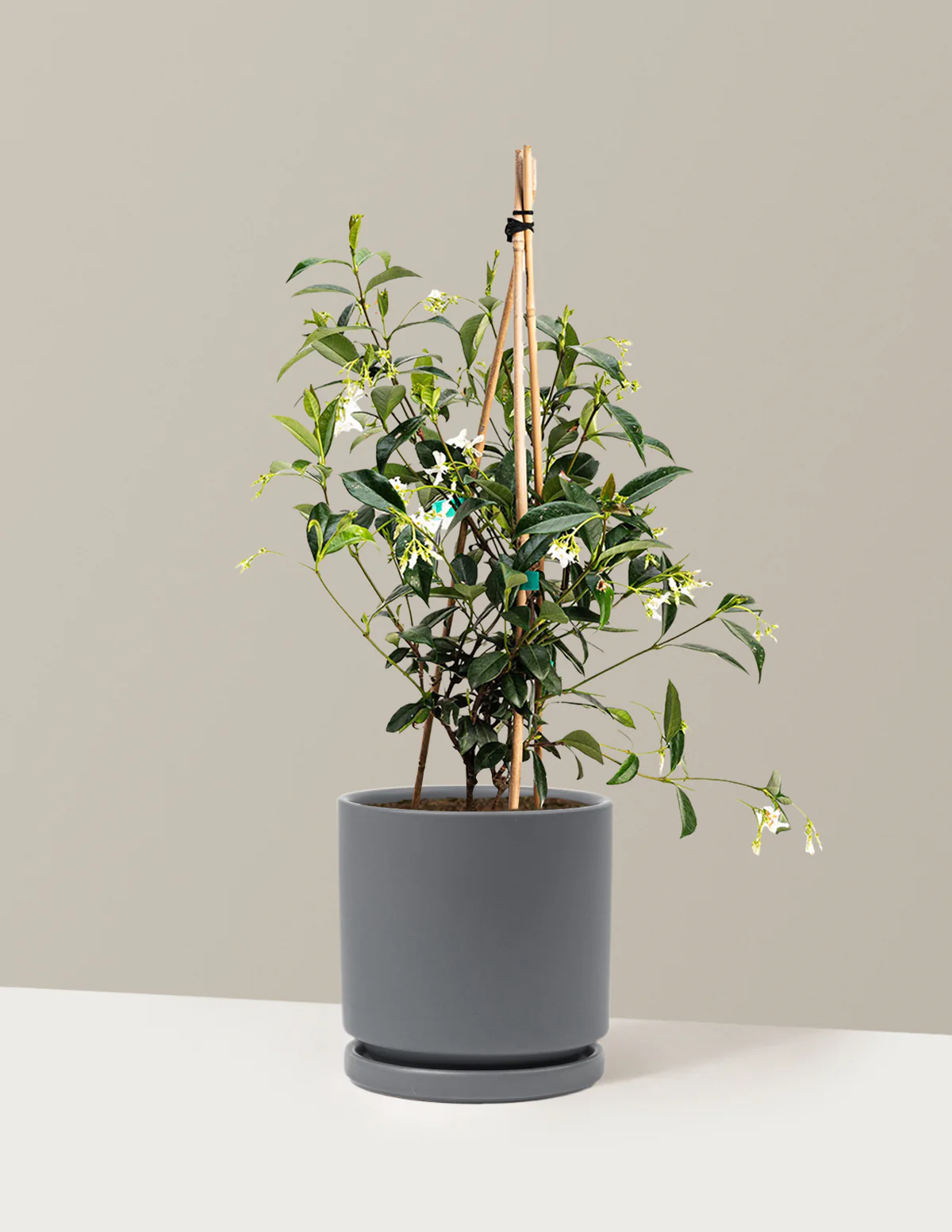 Star Jasmine - Image 27