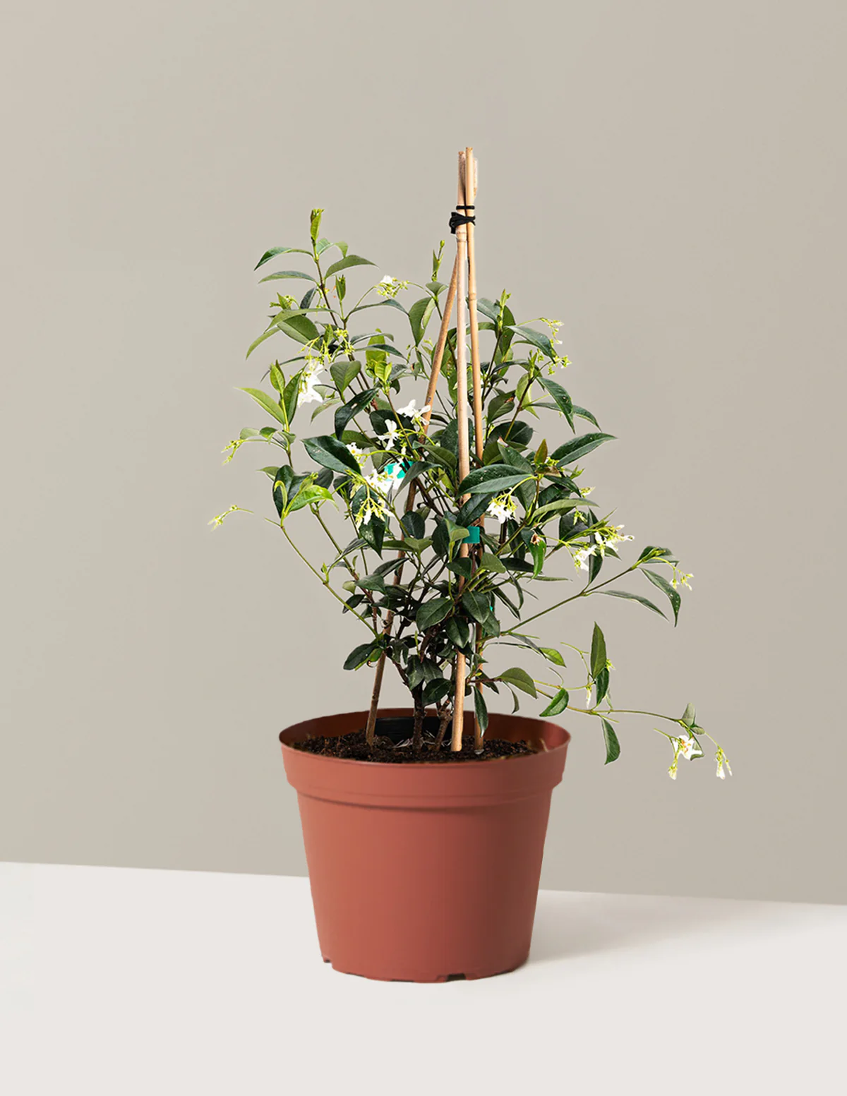 Star Jasmine - Image 3