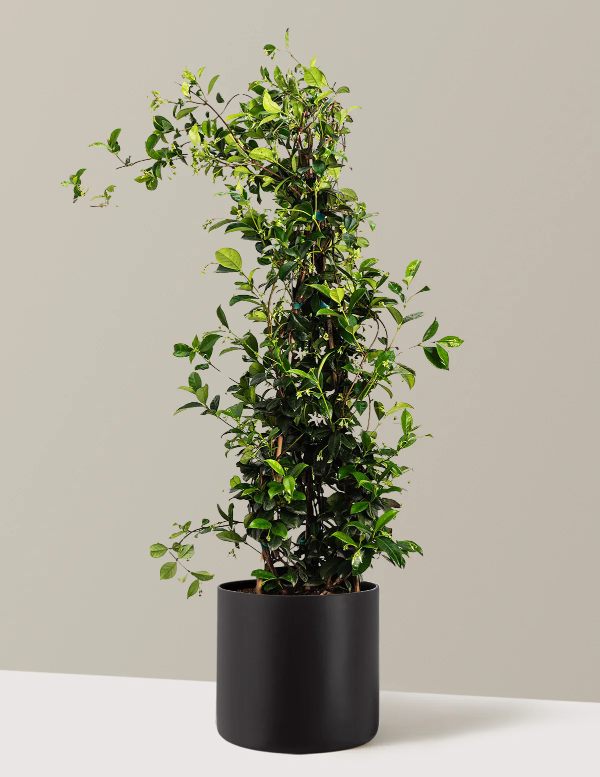 Star Jasmine - Image 4