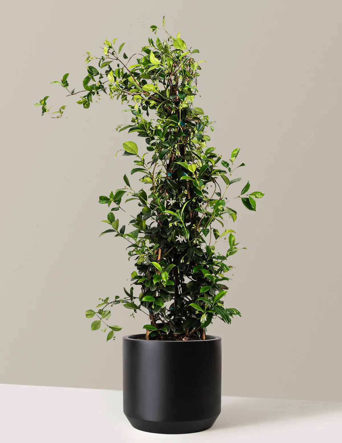 Star Jasmine - Image 5
