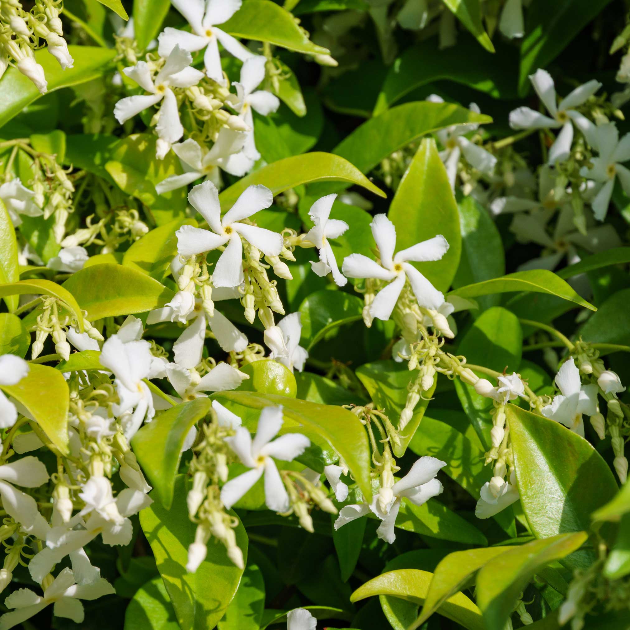Star Jasmine - Image 6