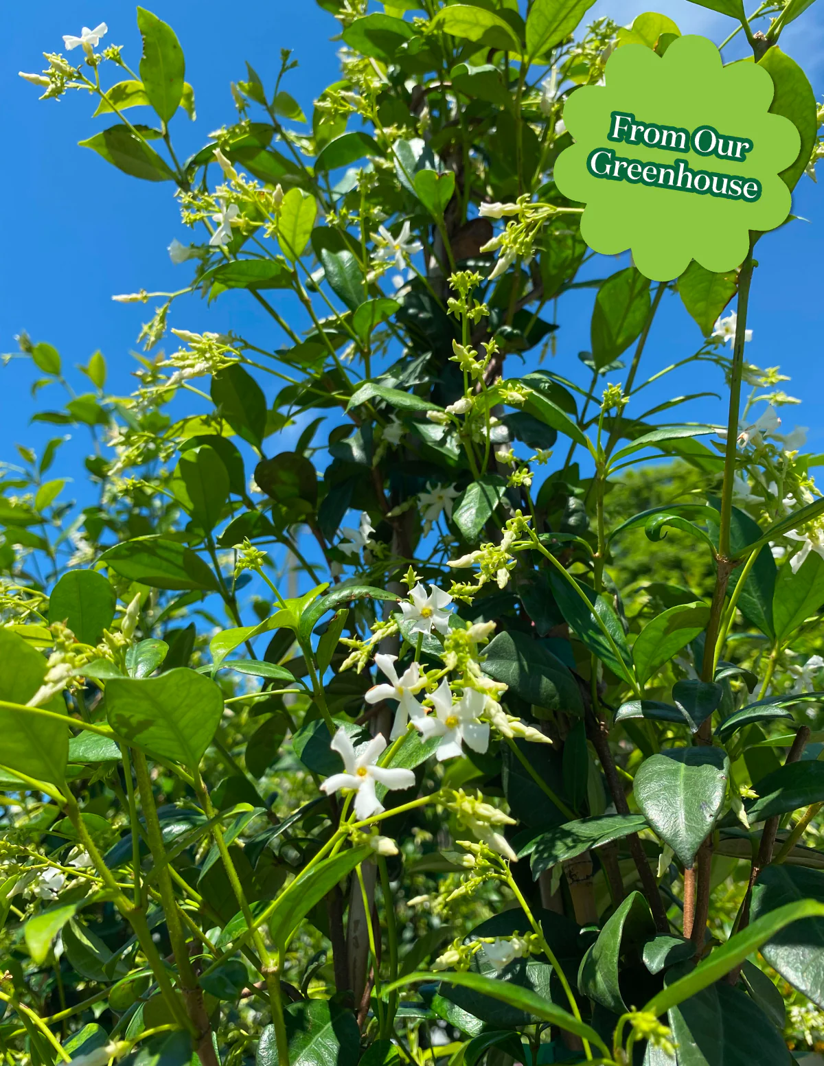Star Jasmine - Image 7