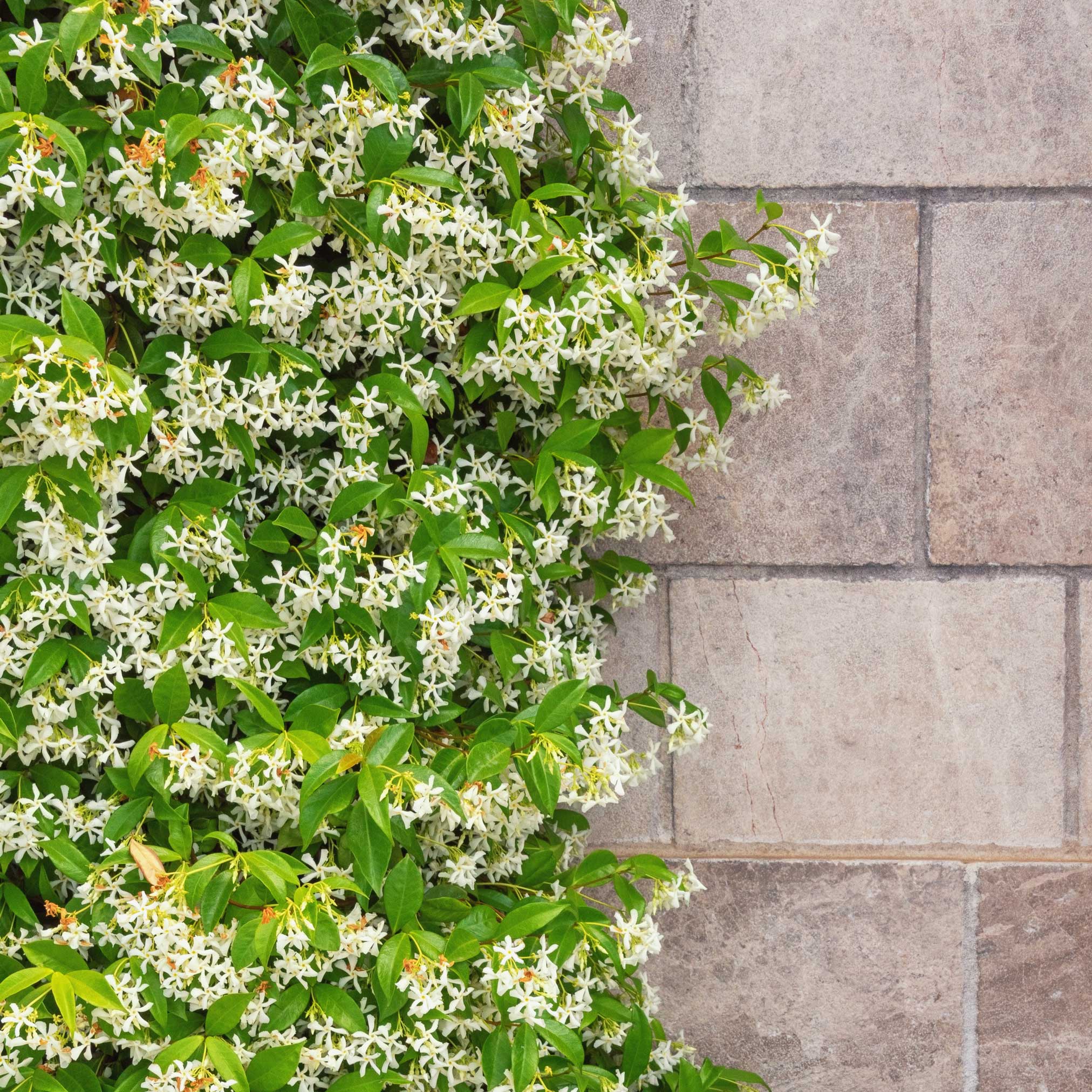 Star Jasmine - Image 8