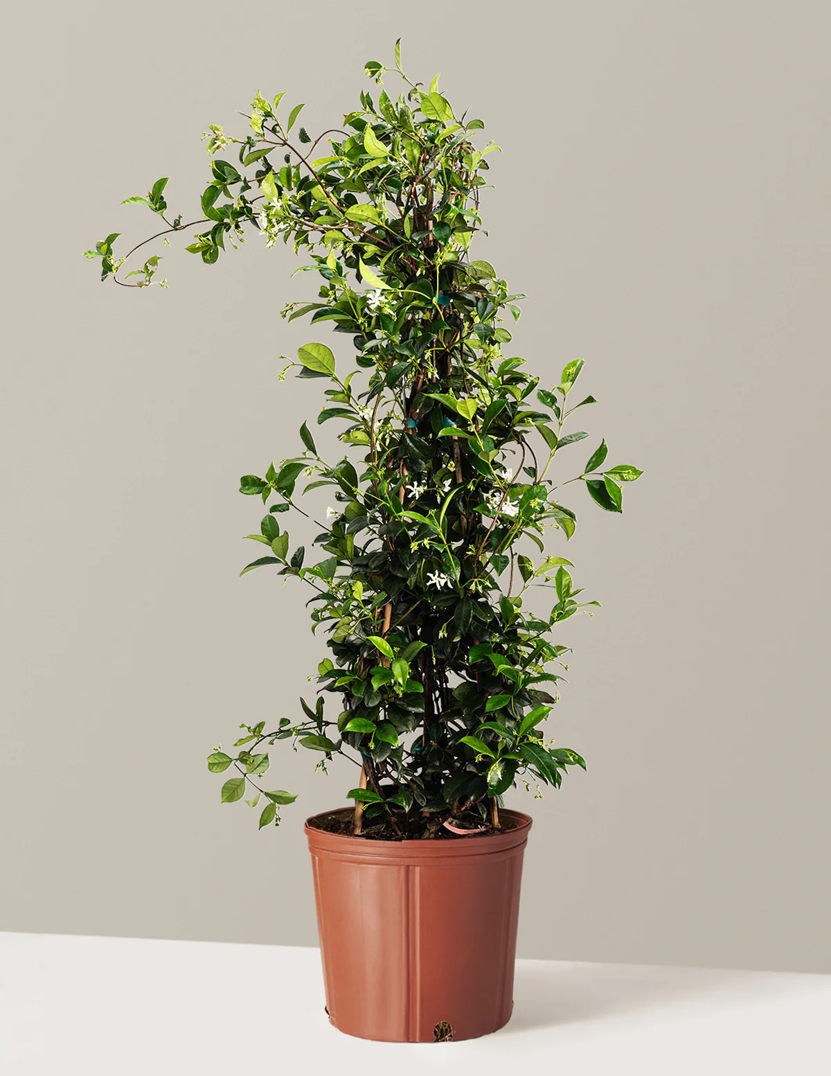 Star Jasmine - Image 9