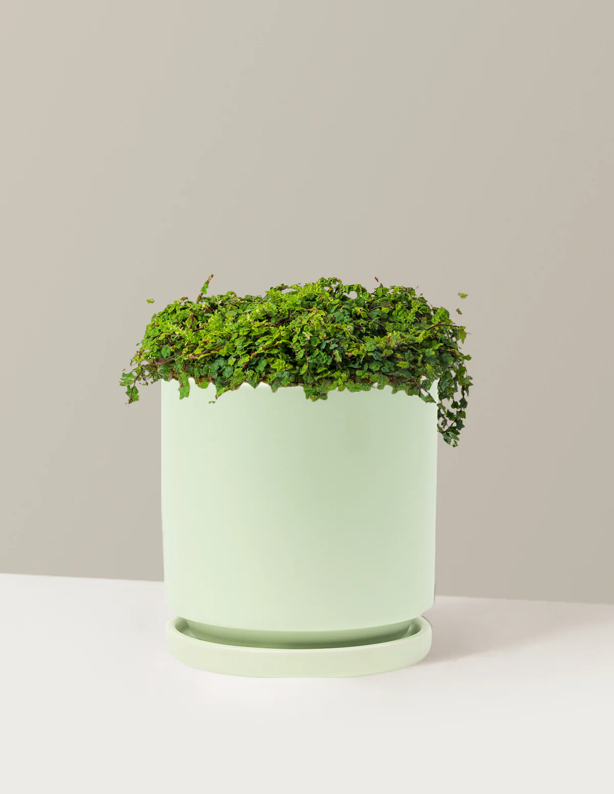 String of Frogs - Image 17
