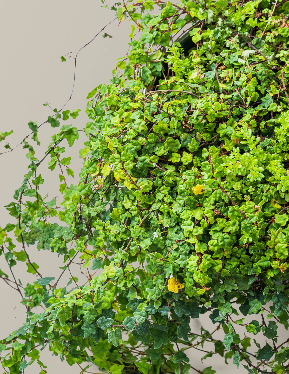 String of Frogs - Image 3