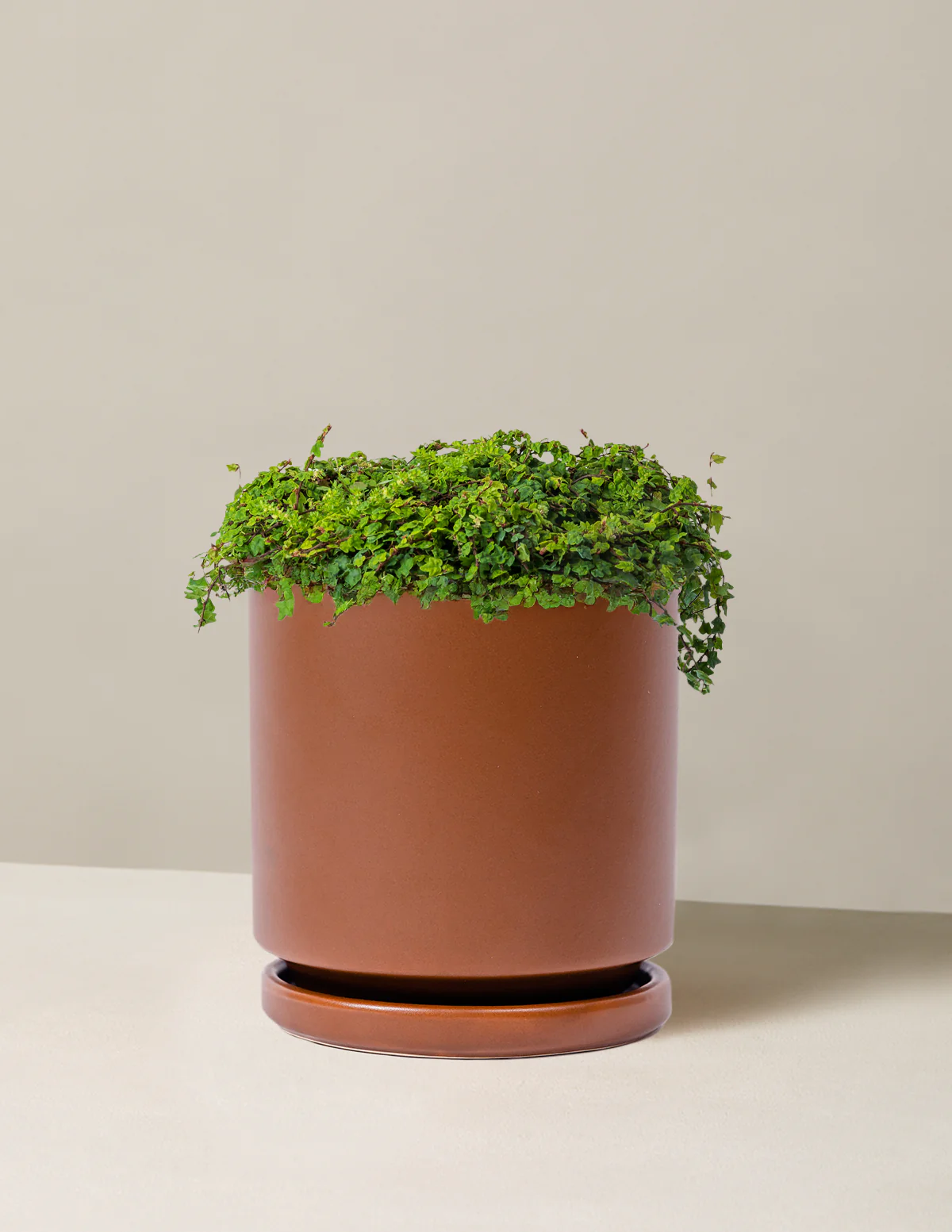 String of Frogs - Image 6