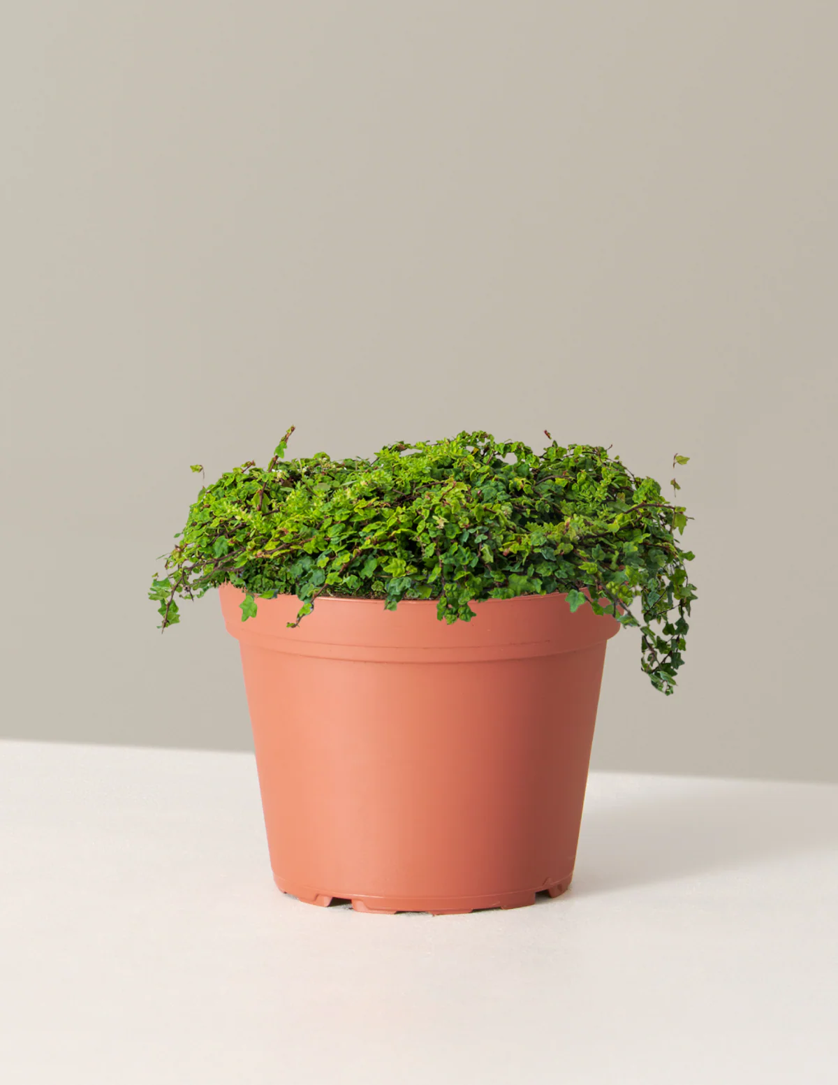 String of Frogs - Image 7