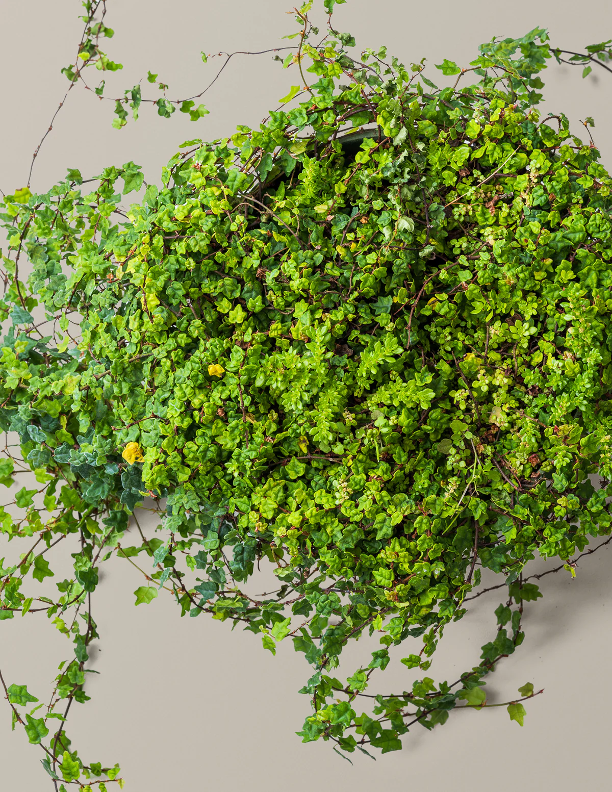 String of Frogs - Image 8