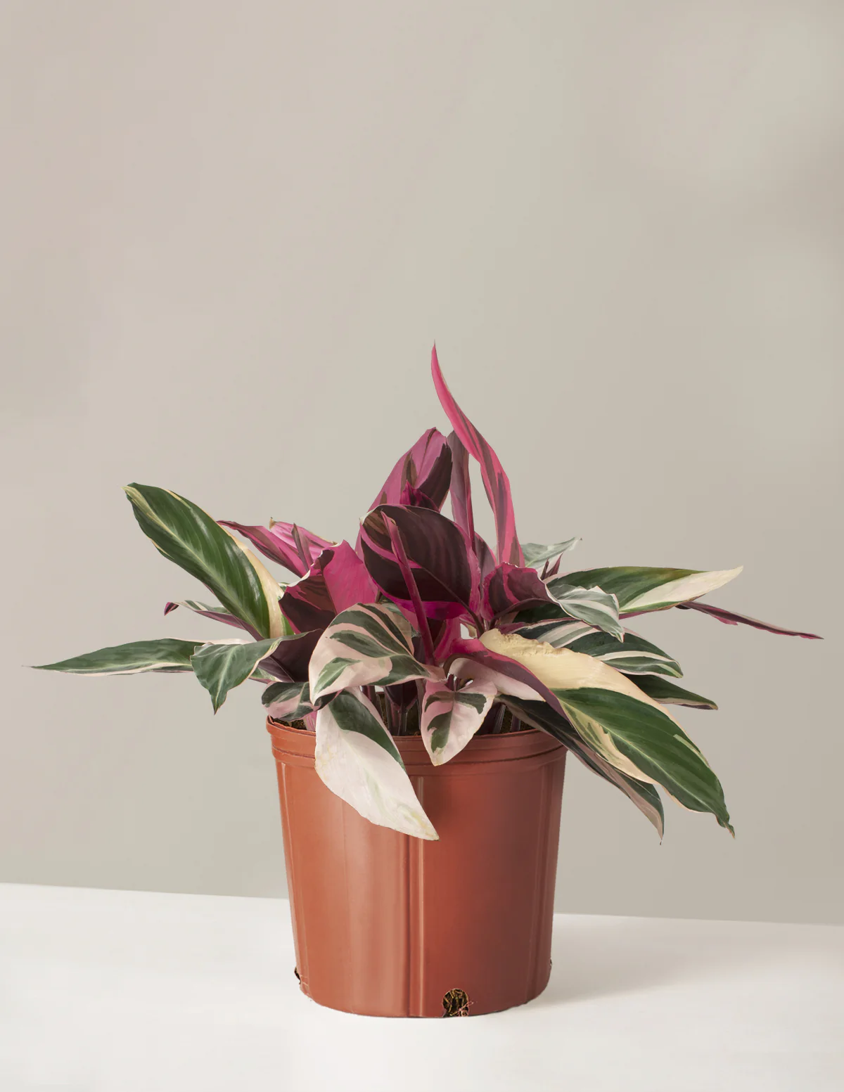 Stromanthe Triostar - Image 32