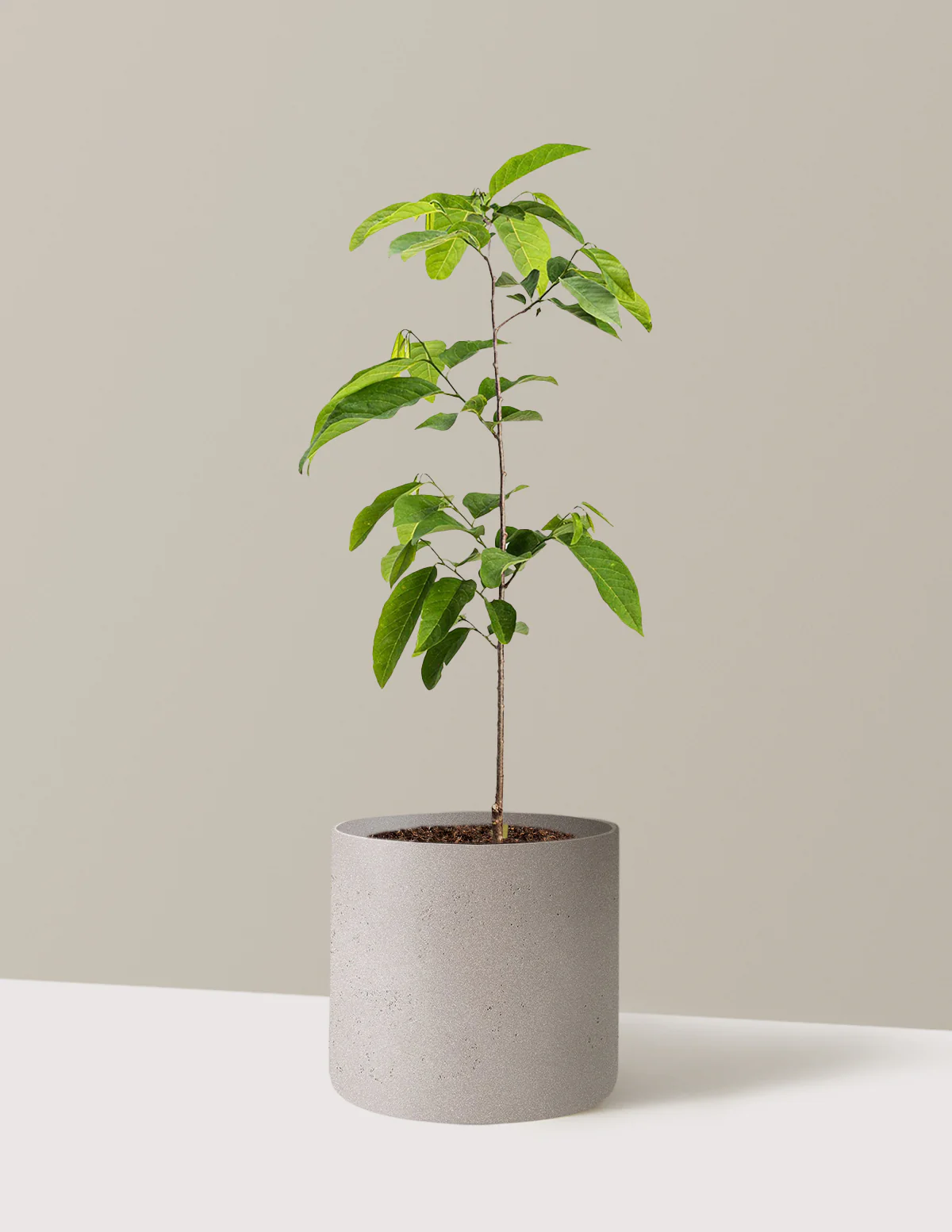 Sugar Apple Tree - Image 15