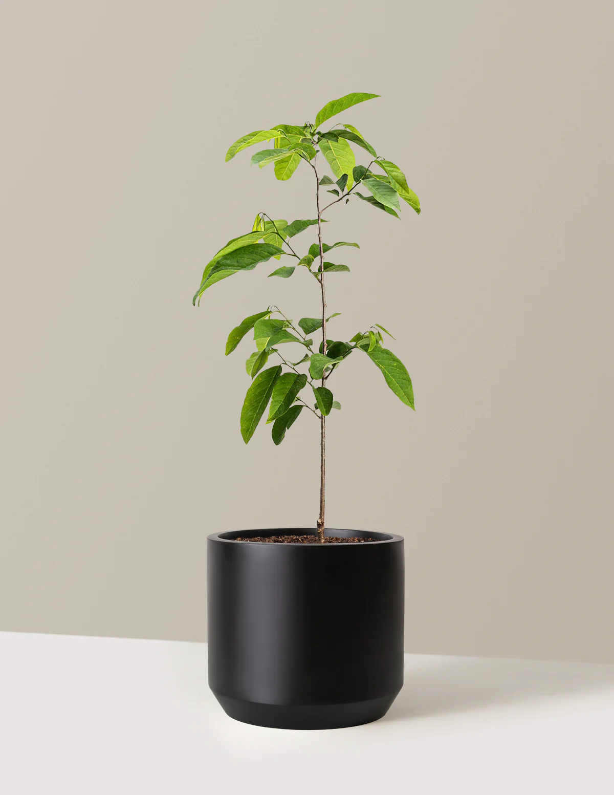 Sugar Apple Tree - Image 3