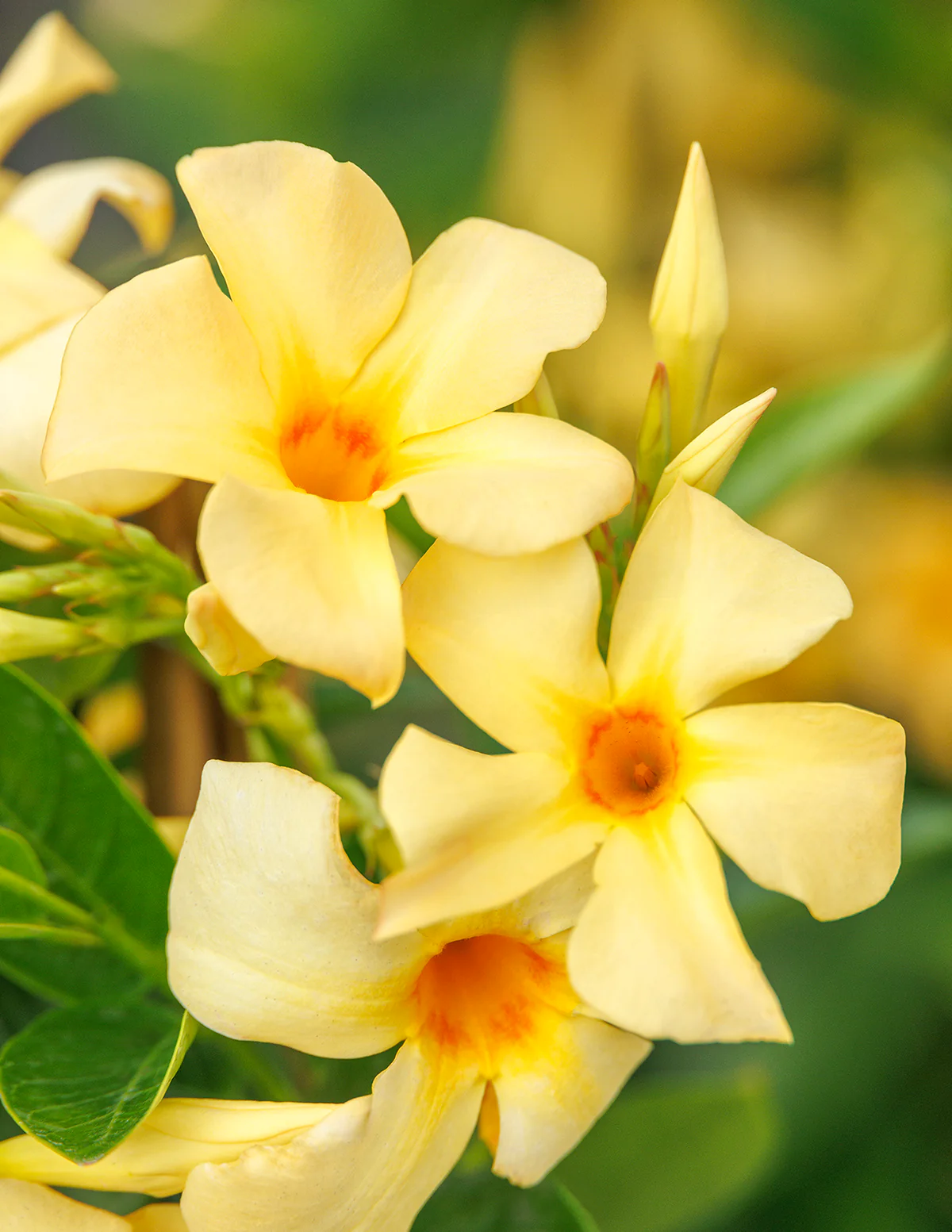 Sun Parasol® Sunbeam Mandevilla - Image 2