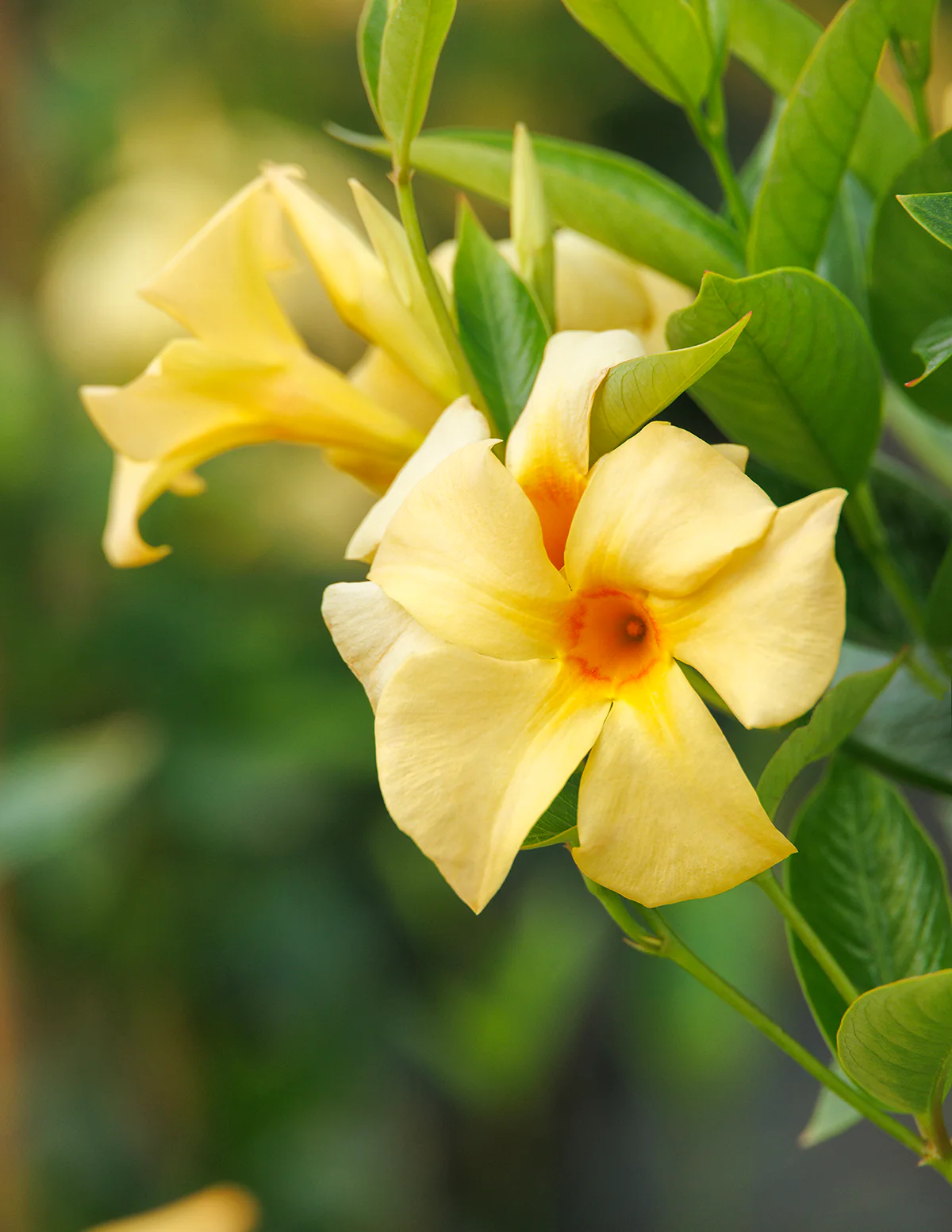 Sun Parasol® Sunbeam Mandevilla - Image 3