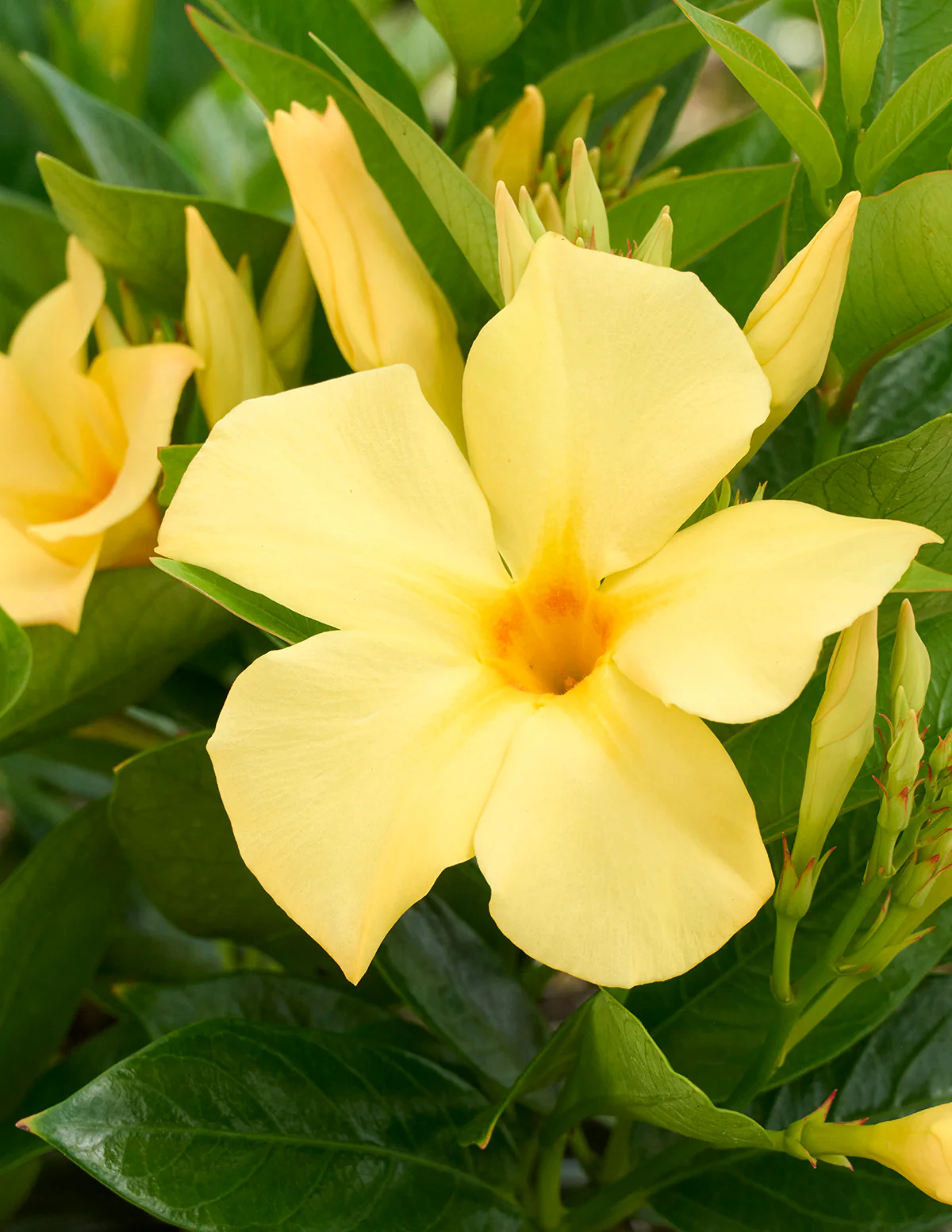Sun Parasol® Sunbeam Mandevilla - Image 4